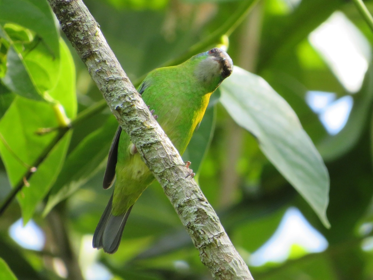Saí-azul (Dacnis cayana), aves, fotografado em Maresias, São Sebastião