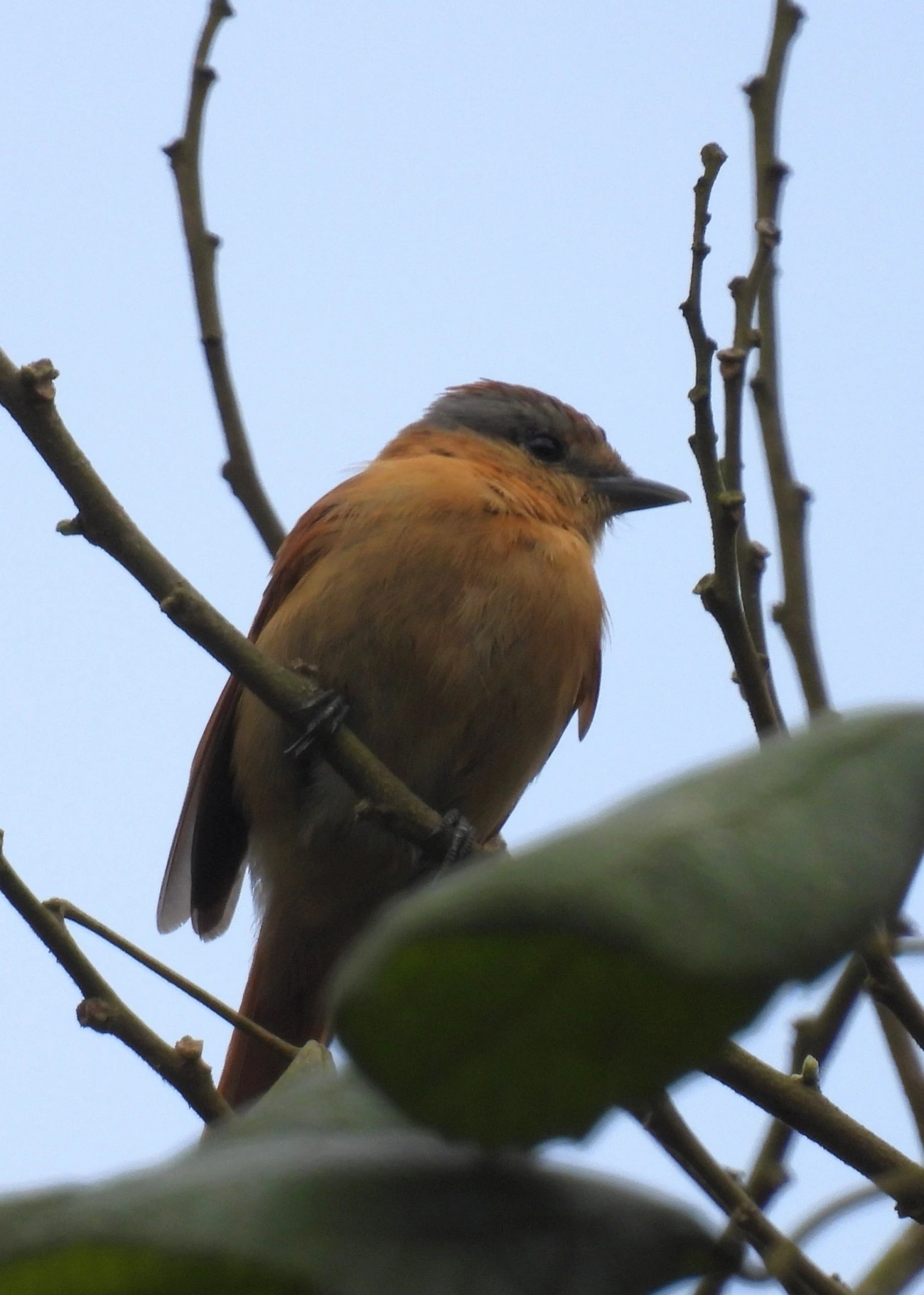 Caneleiro (Pachyramphus castaneus), aves, fotografado em Santa Isabel