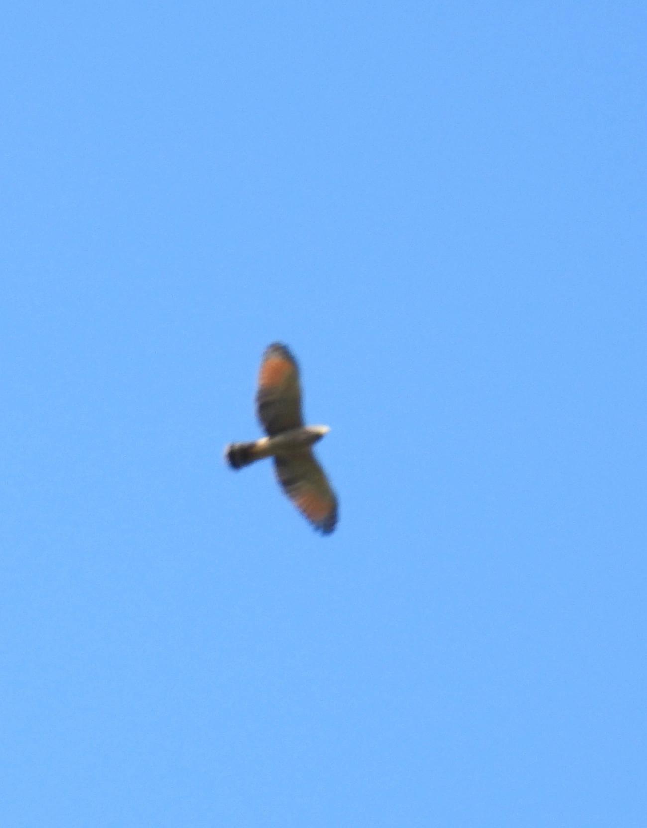 Gavião-carijó (Rupornis magnirostris), aves, fotografado em Eng. Passos, Resende
