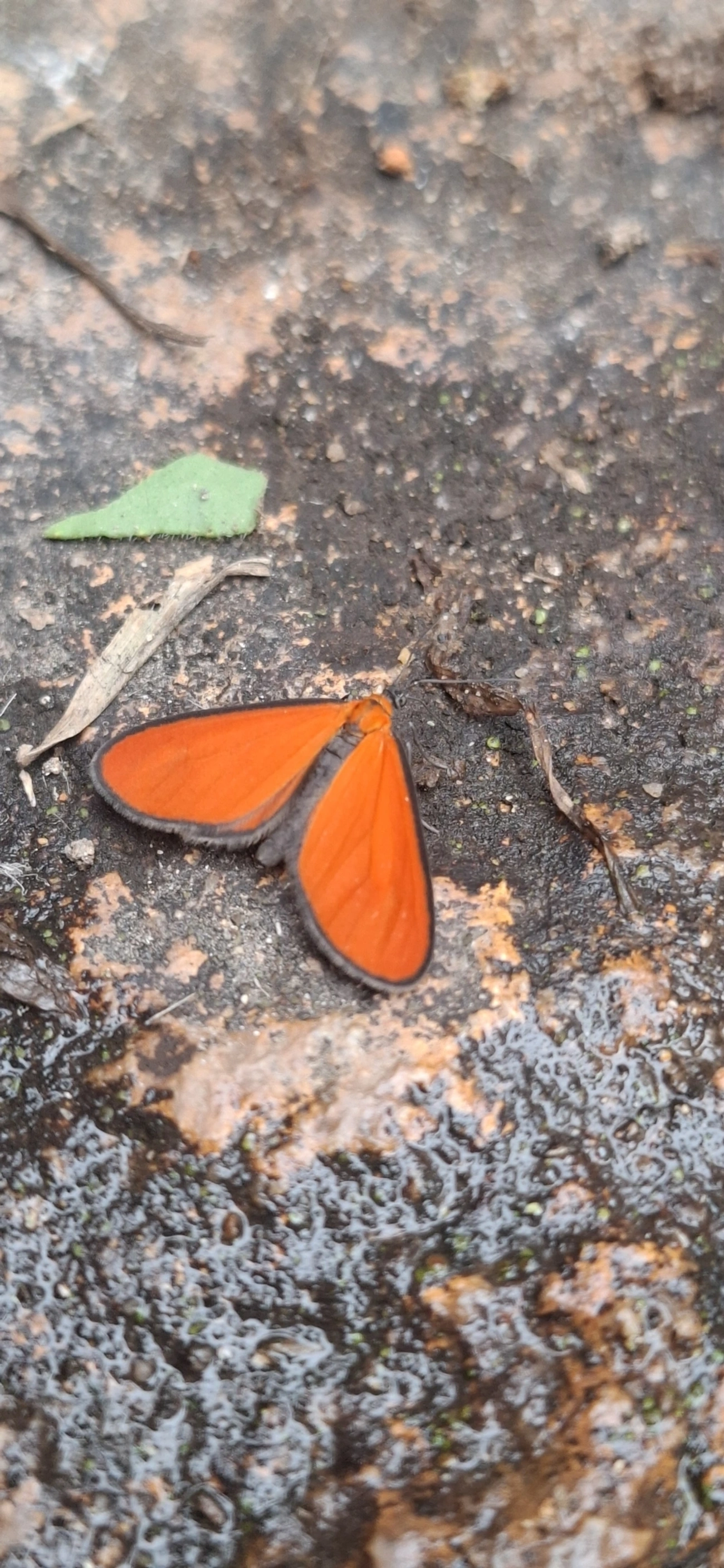 Eudulophasia, insetos, fotografado em Itamonte