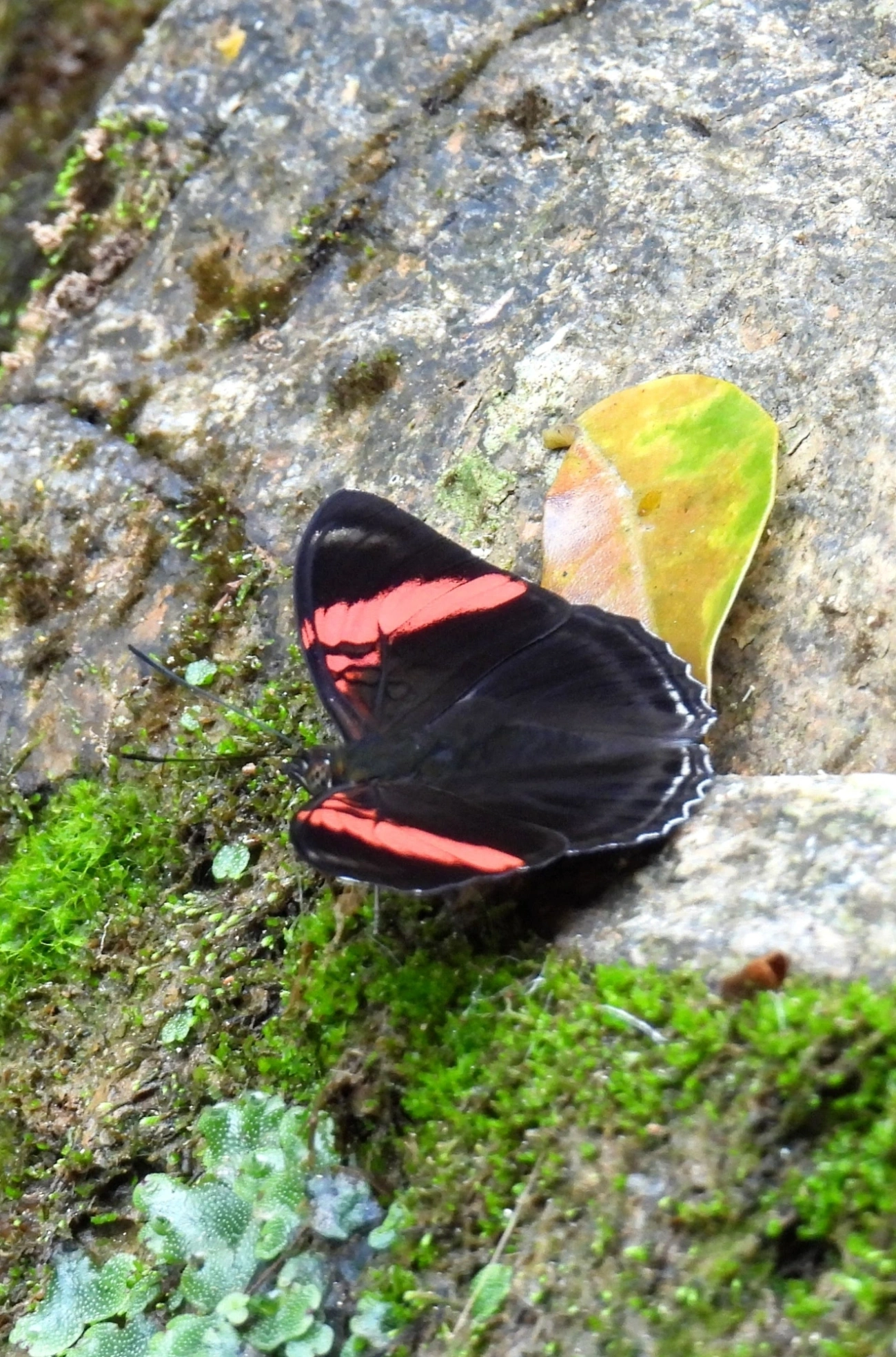 Irmã-de-faixa-rosa (Adelpha lycorias), insetos, fotografado em Maresias, São Sebastião