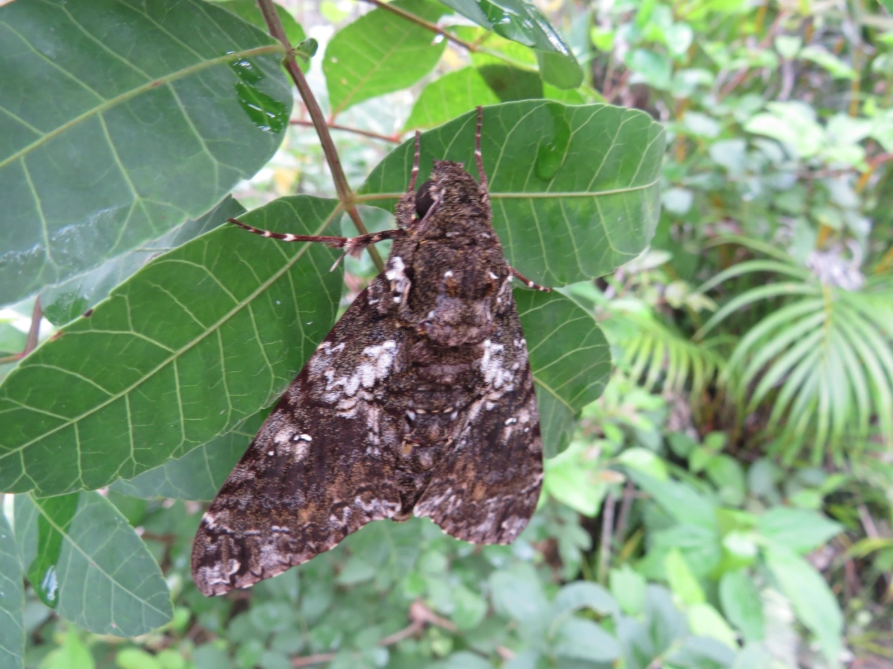 Esfinge-de-Duponchel (Cocytius duponchel), insetos, fotografado em Maresias, São Sebastião