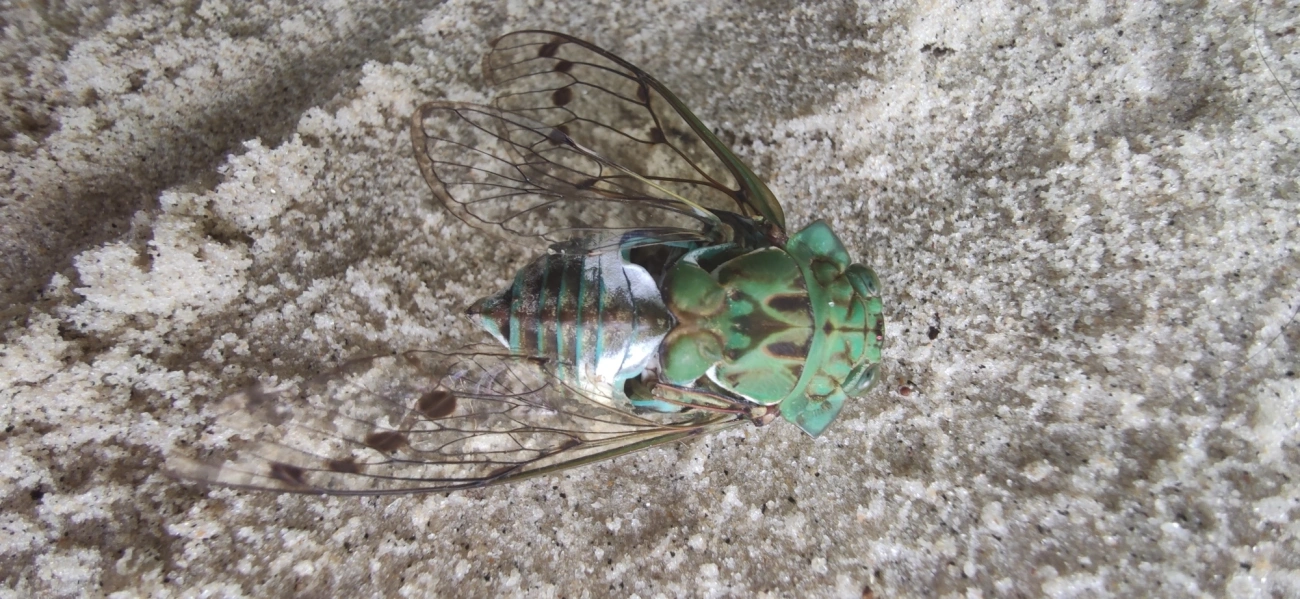 Cigarra-verde (Zammara tympanum), insetos, fotografado em Maresias, São Sebastião