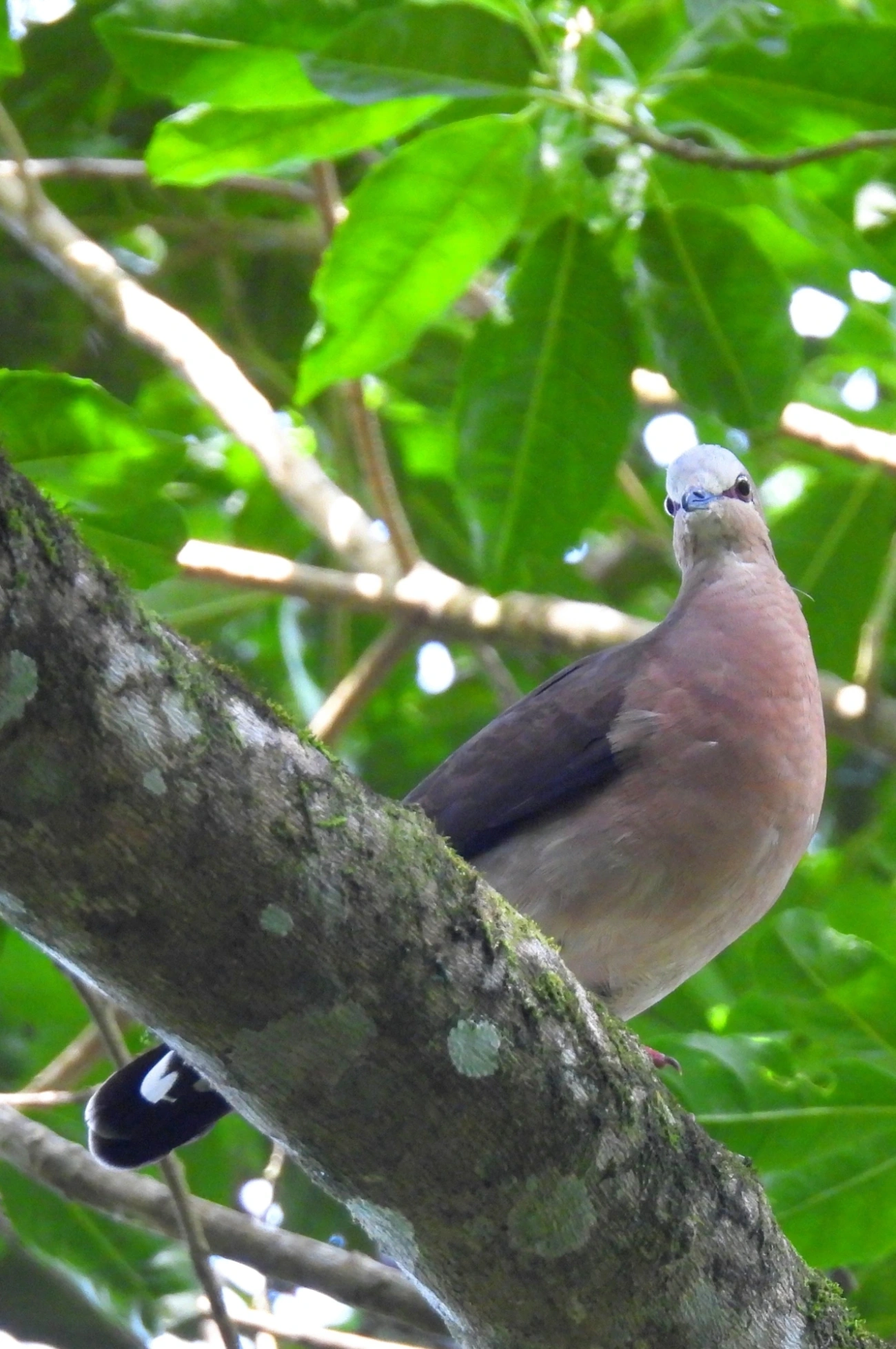 Juriti-de-testa-branca (Leptotila rufaxilla), aves, fotografado em Paúba, São Sebastião