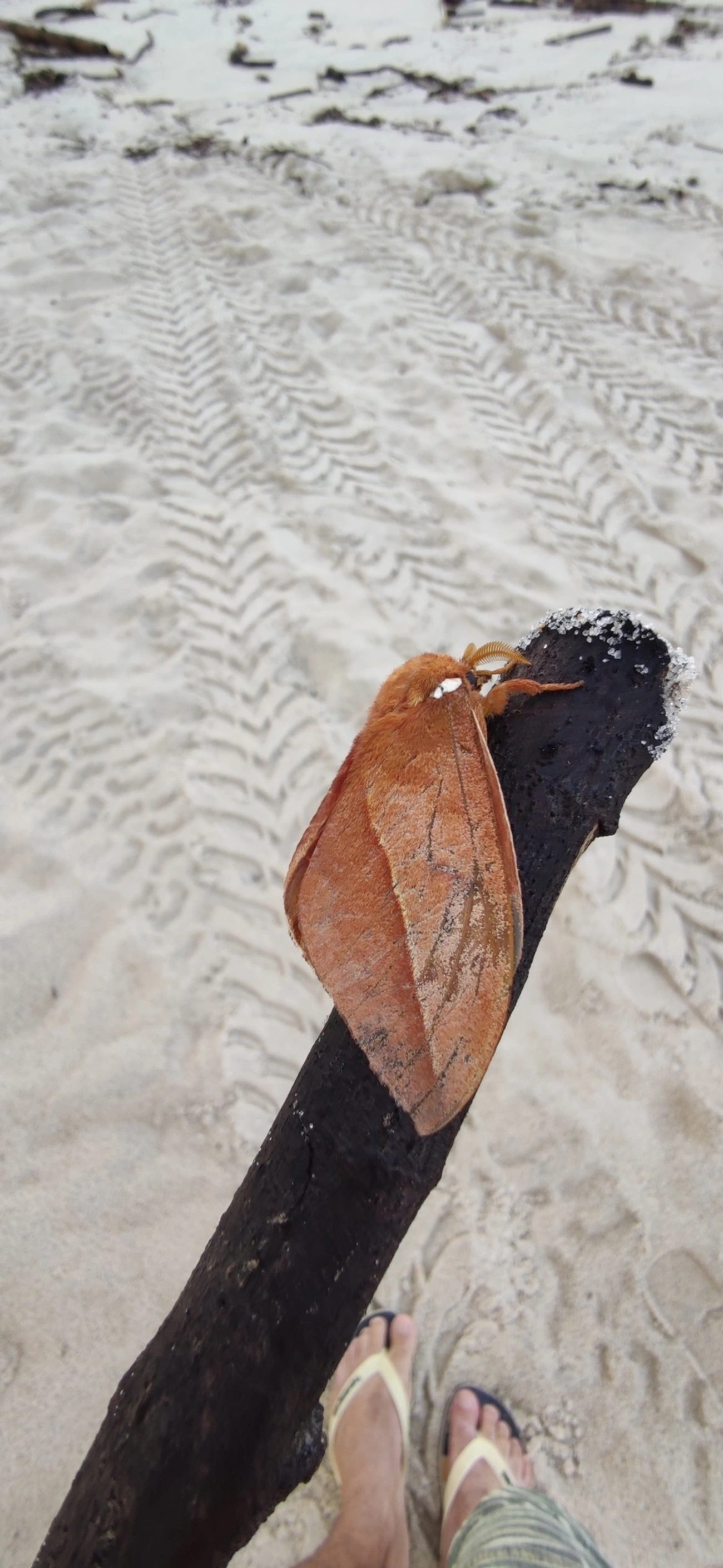 Mariposa-olho-de-coruja (Pseudautomeris brasiliensis), insetos, fotografado em Maresias, São Sebastião