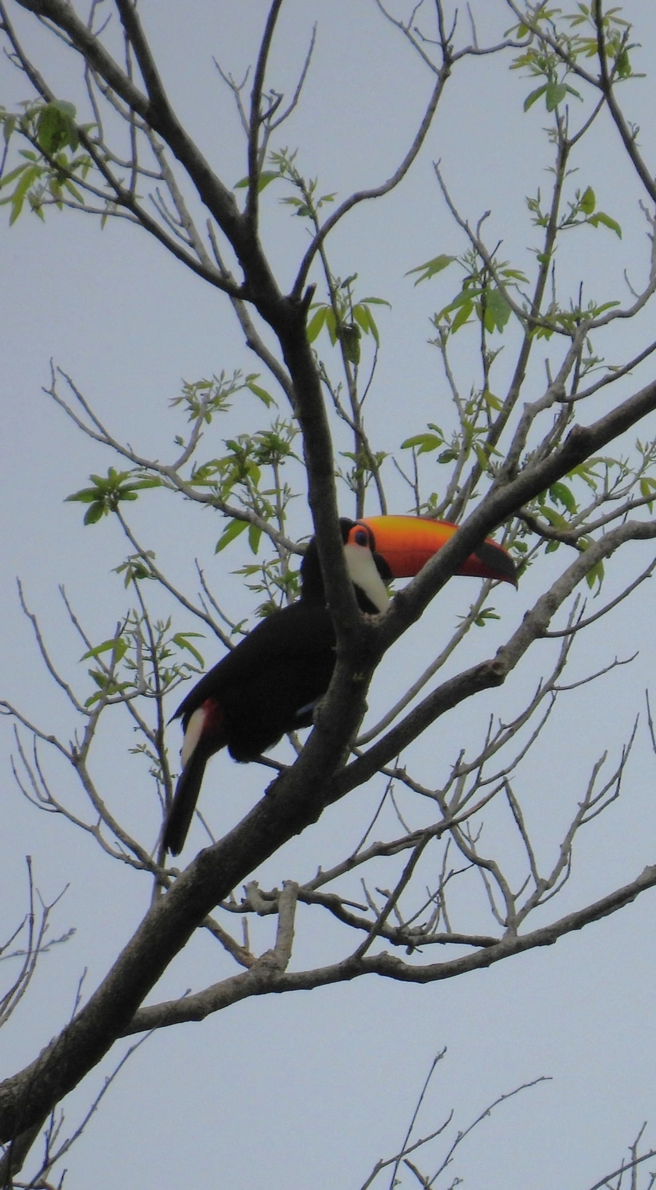 Tucano-toco (Ramphastos toco), aves, fotografado em Perequê, Ilhabela