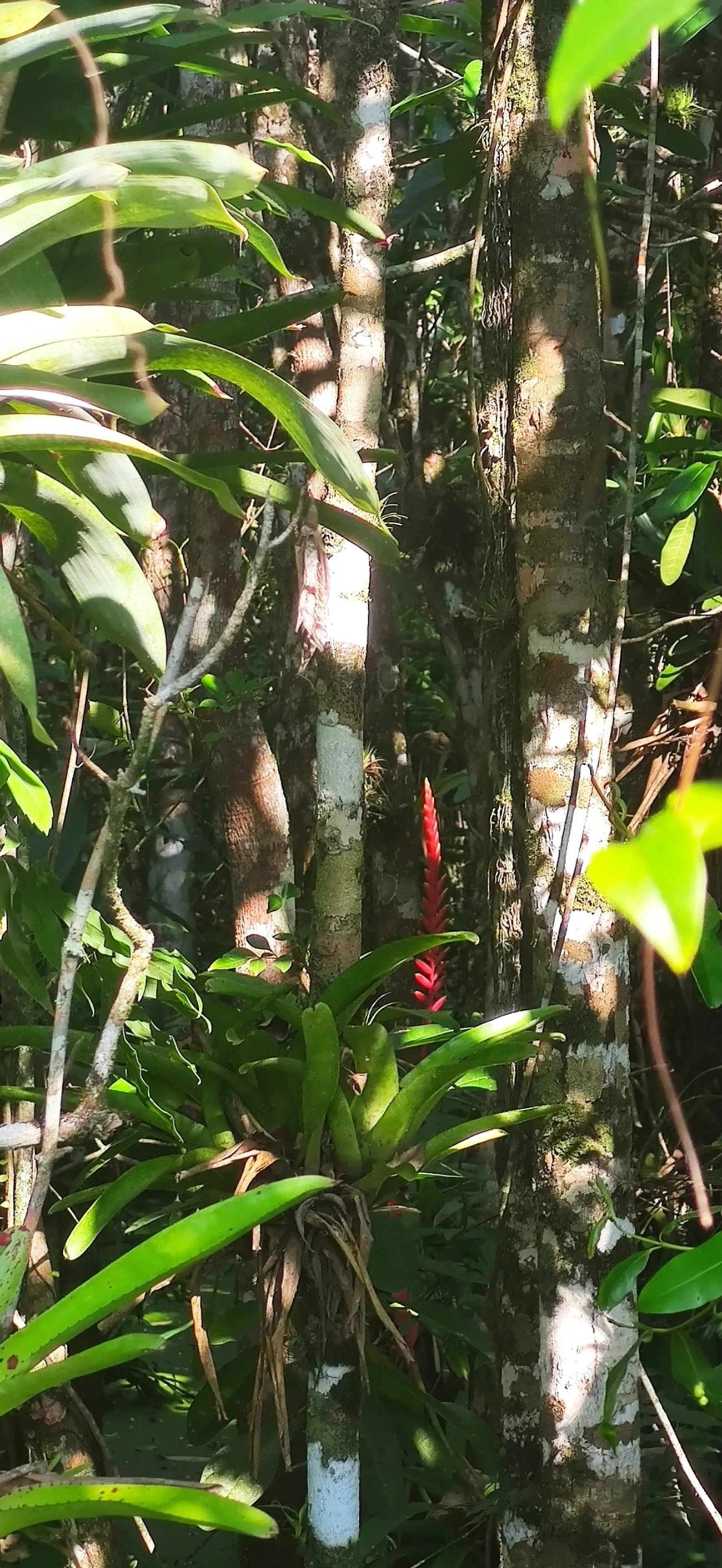 Gravatinha (Vriesea ensiformis), plantas, fotografado em Maresias, São Sebastião