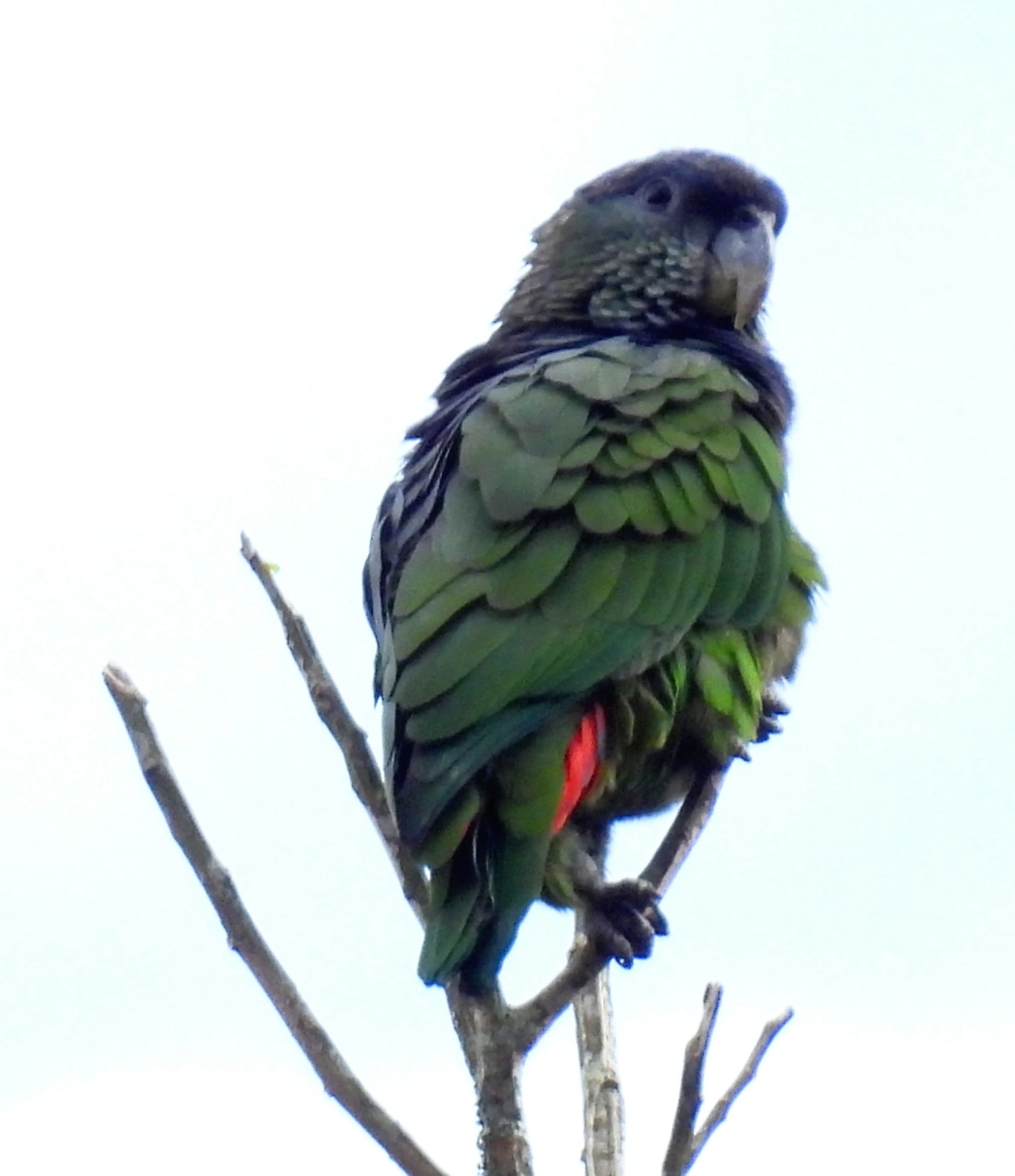 Maitaca-verde (Pionus maximiliani), aves, fotografado em Maresias, São Sebastião