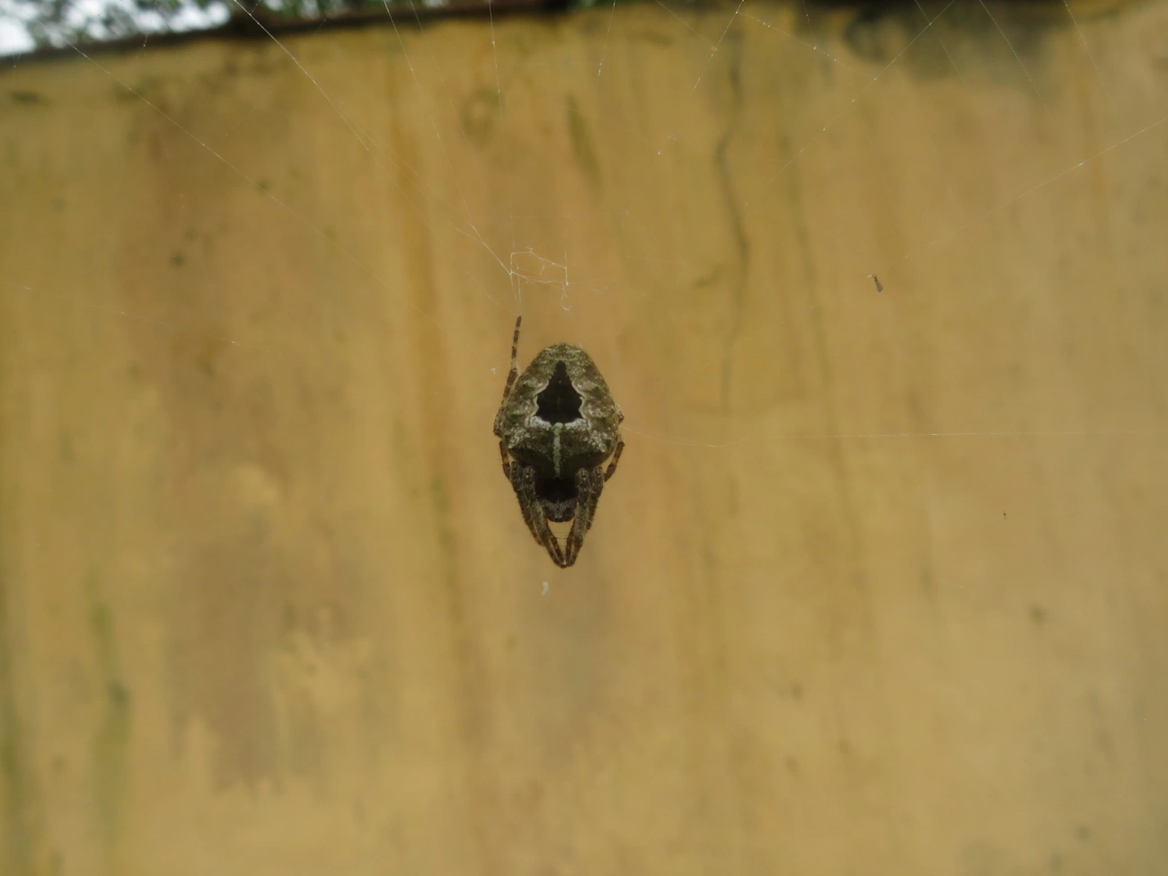 Parawixia, aracnídeos, fotografado em Maresias, São Sebastião
