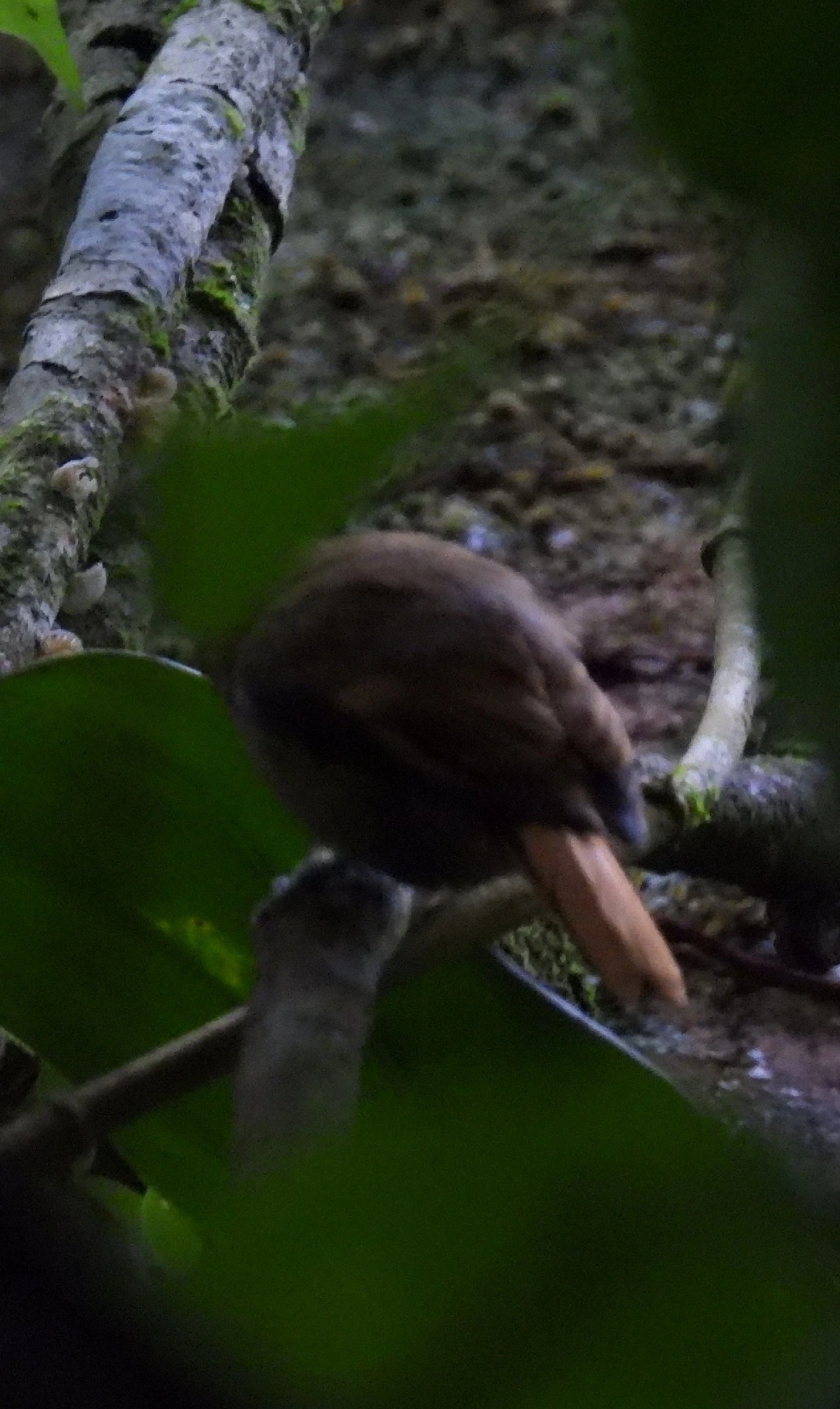 Bico-virado-miúdo (Xenops minutus), aves, fotografado em Maresias, São Sebastião