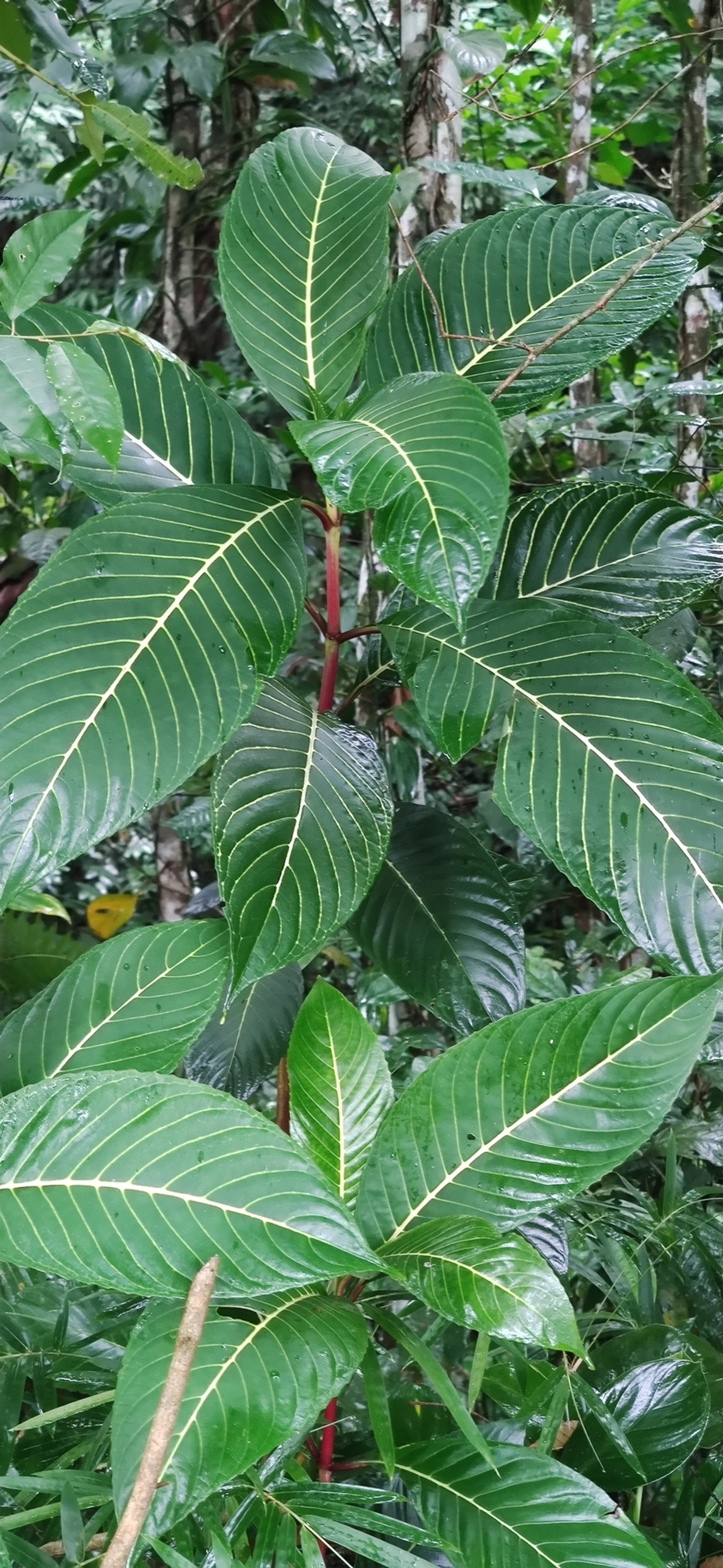 Sanchésia (Sanchezia parvibracteata), plantas, fotografado em Maresias, São Sebastião