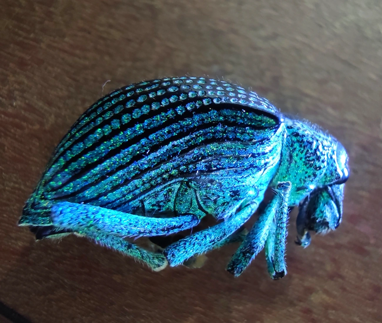 Gorgulho-diamante (Entimus imperialis), insetos, fotografado em Maresias, São Sebastião