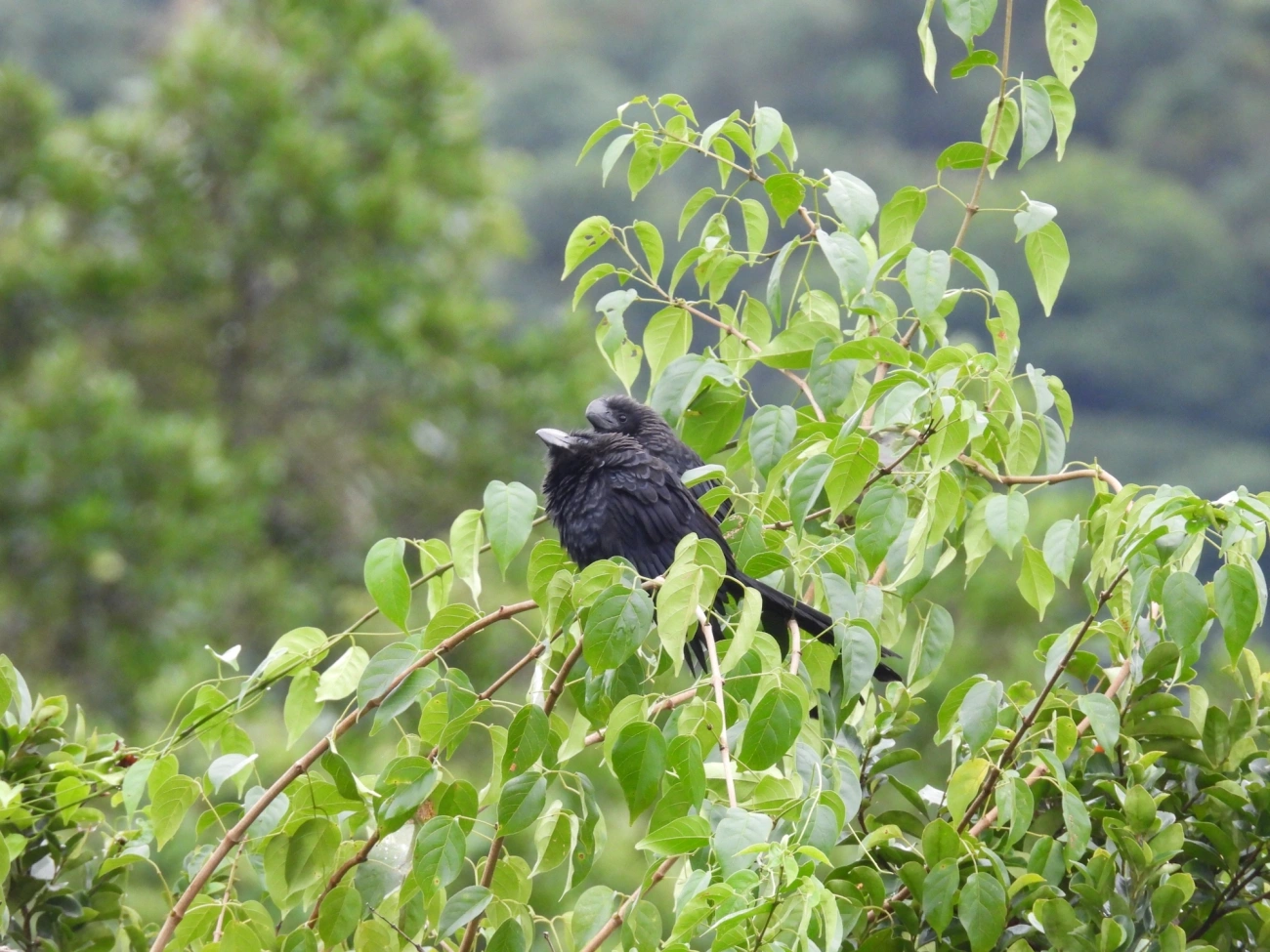 Anu-preto (Crotophaga ani), aves, fotografado em Maresias, São Sebastião