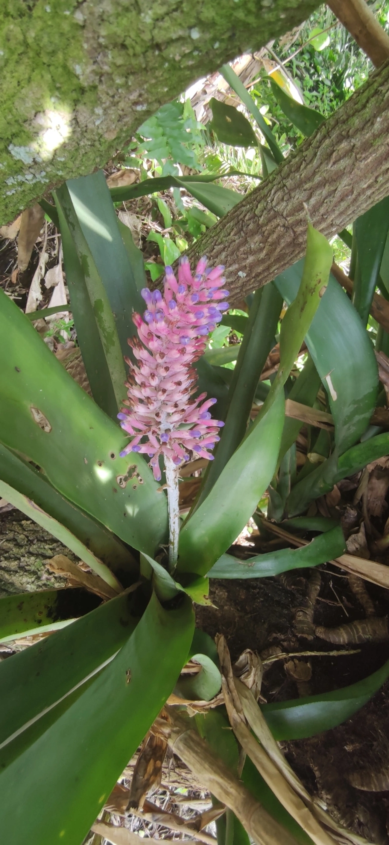 Gravata (Aechmea coelestis), plantas, fotografado em Maresias, São Sebastião