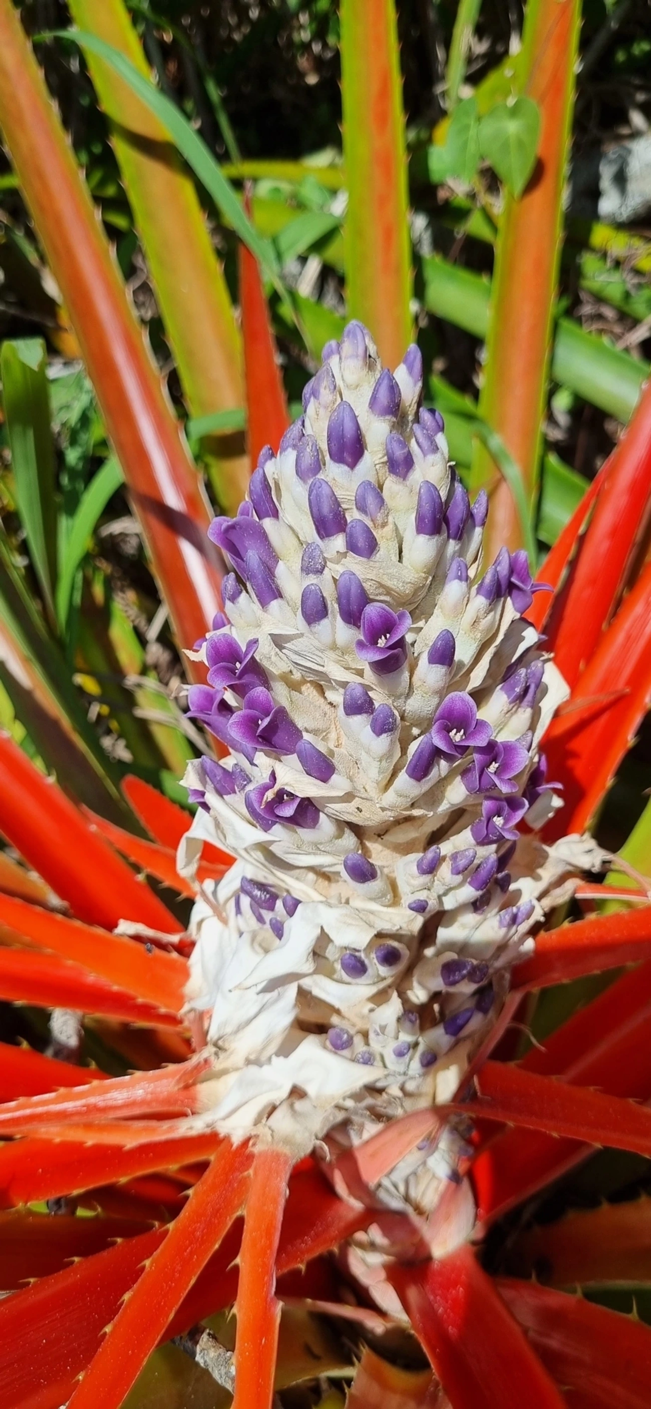 Caraguatá-do-campo (Bromelia antiacantha), plantas, fotografado em Maresias, São Sebastião