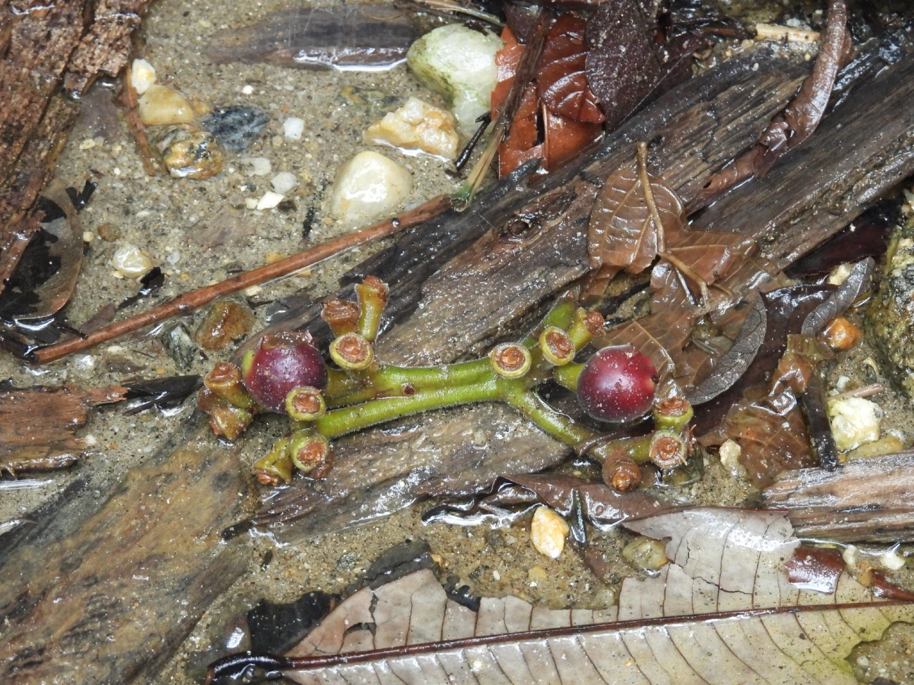 Embaúba-da-mata (Pourouma guianensis), plantas, fotografado em Boiçucanga, São Sebastião