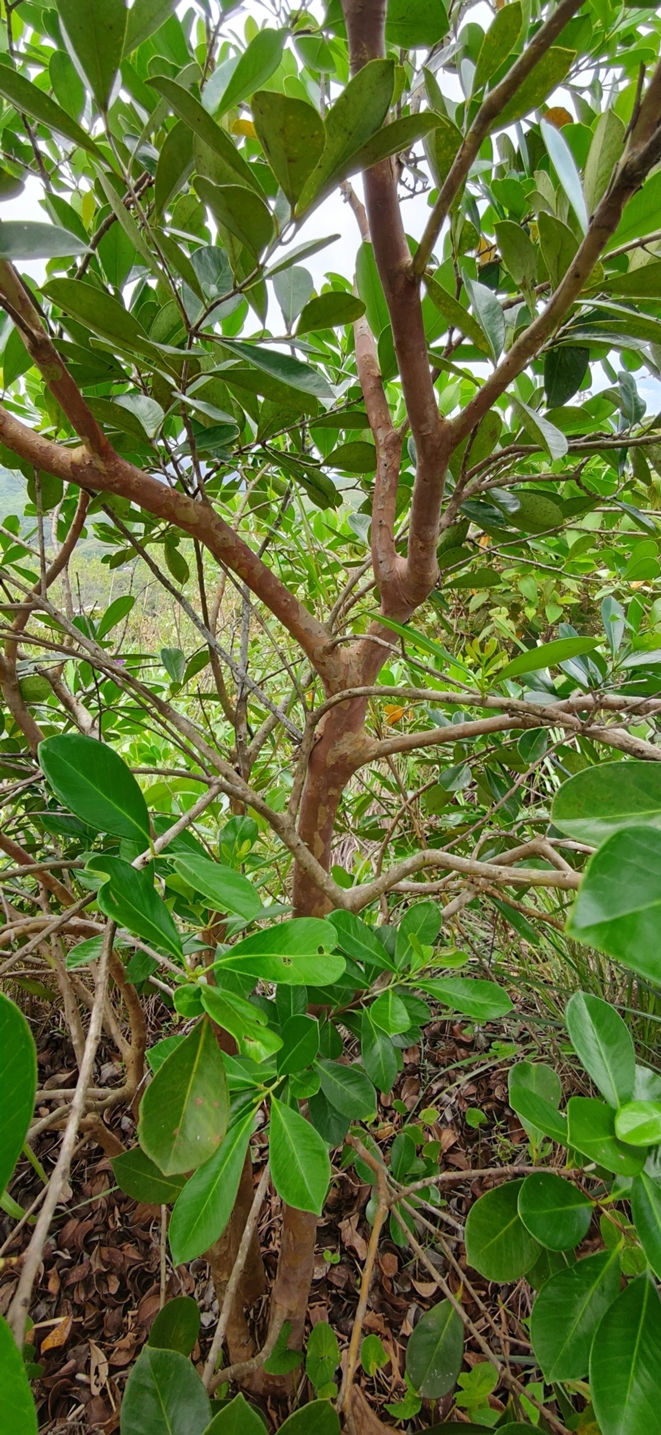 Araçá (Psidium cattleyanum), plantas, fotografado em Paúba, São Sebastião
