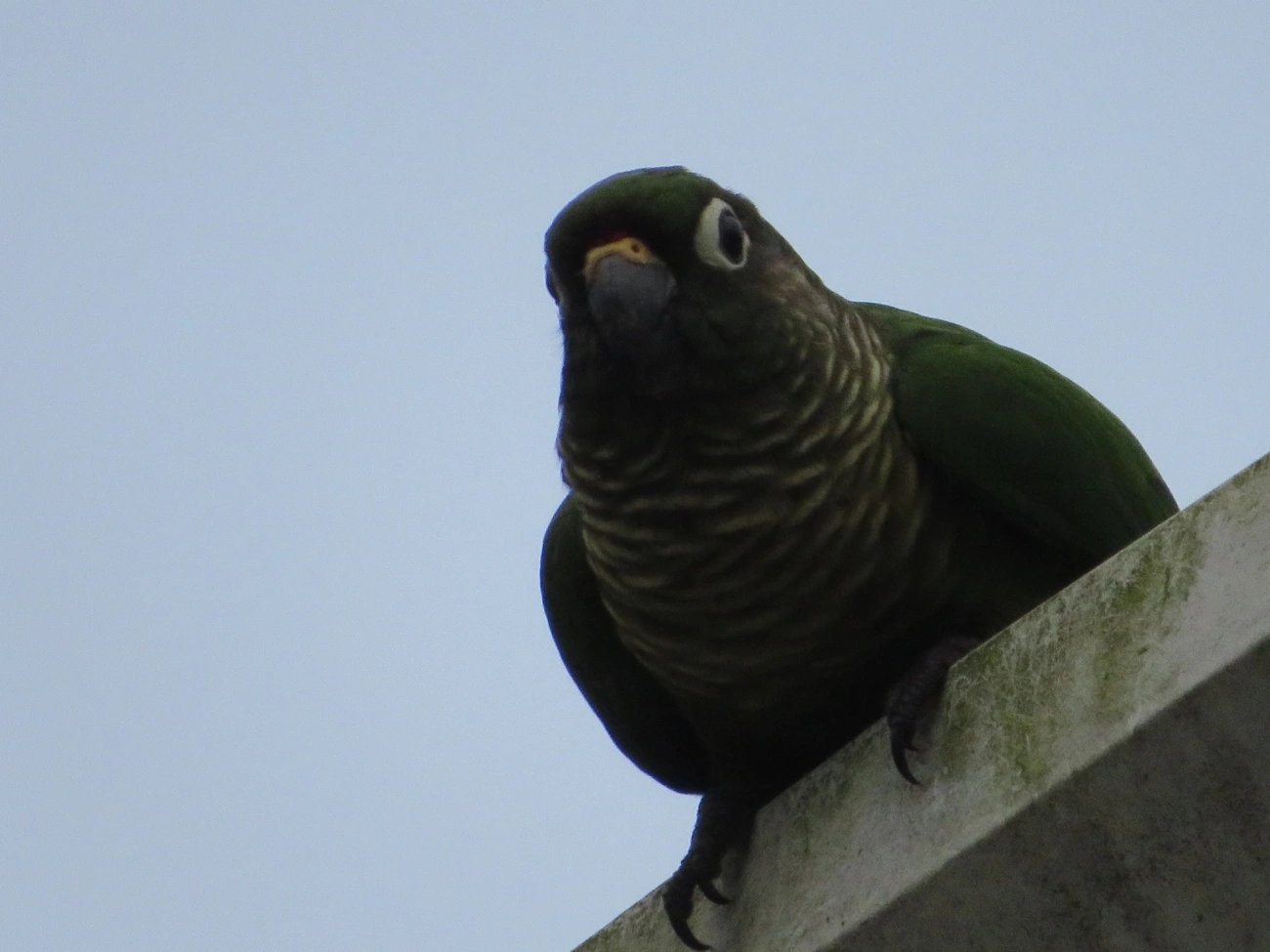 Tiriba-de-testa-vermelha (Pyrrhura frontalis), aves, fotografado em Maresias, São Sebastião