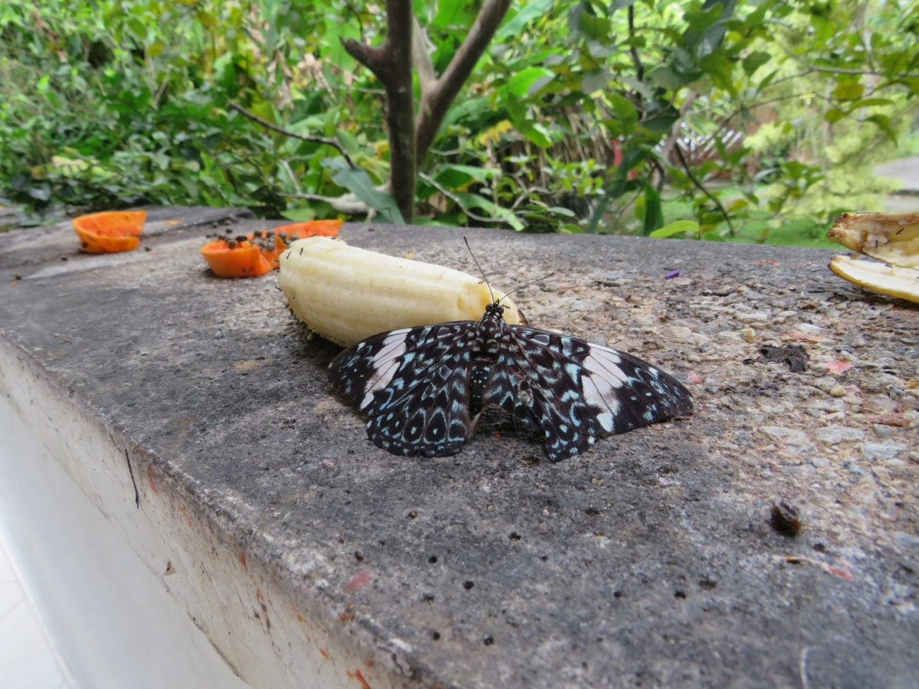Assenta-pau (Hamadryas amphinome), insetos, fotografado em Maresias, São Sebastião