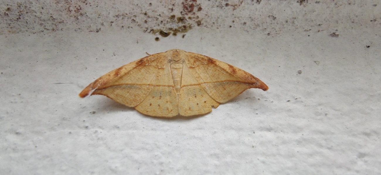 Borboletas e traças (Lepidoptera), insetos, fotografado em Maresias, São Sebastião