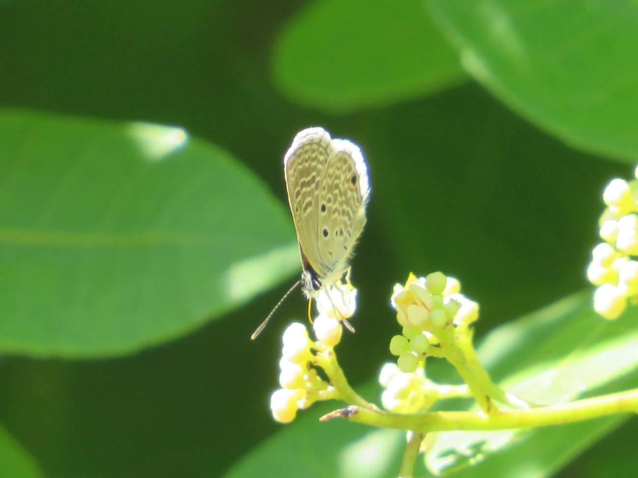 Borboleta-azulzinha-do-trevo (Hemiargus hanno), insetos, fotografado em Maresias, São Sebastião