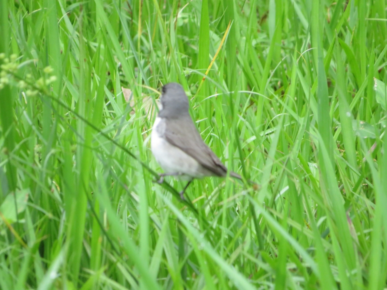 Coleirinho (Sporophila caerulescens), aves, fotografado em Maresias, São Sebastião