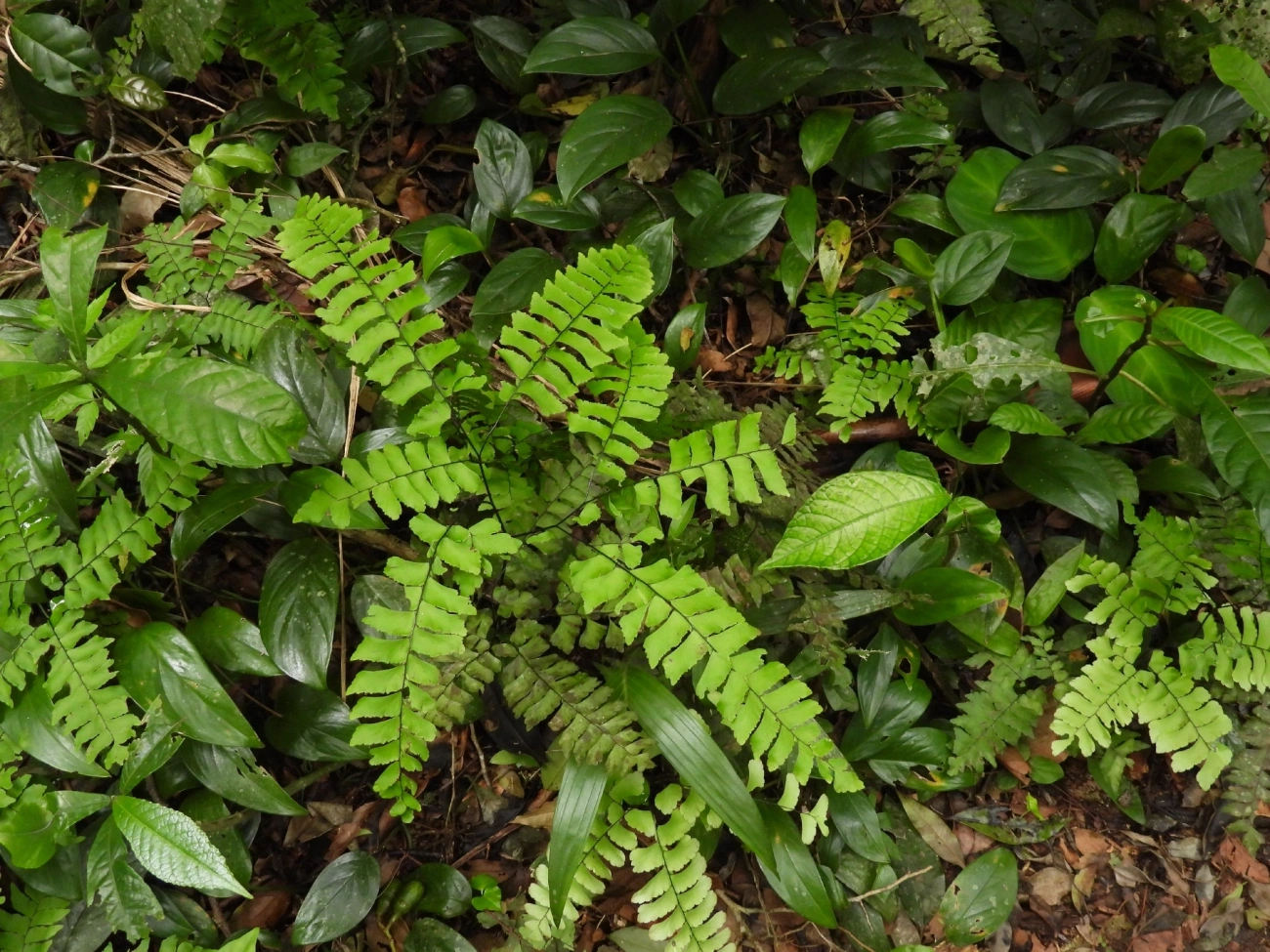 Avenca (Adiantum), plantas, fotografado em Maresias, São Sebastião