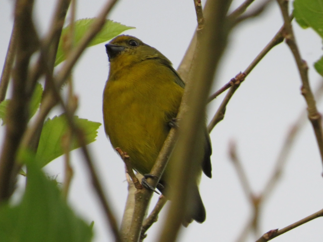 Gaturamo-verdadeiro (Euphonia violacea), aves, fotografado em Maresias, São Sebastião