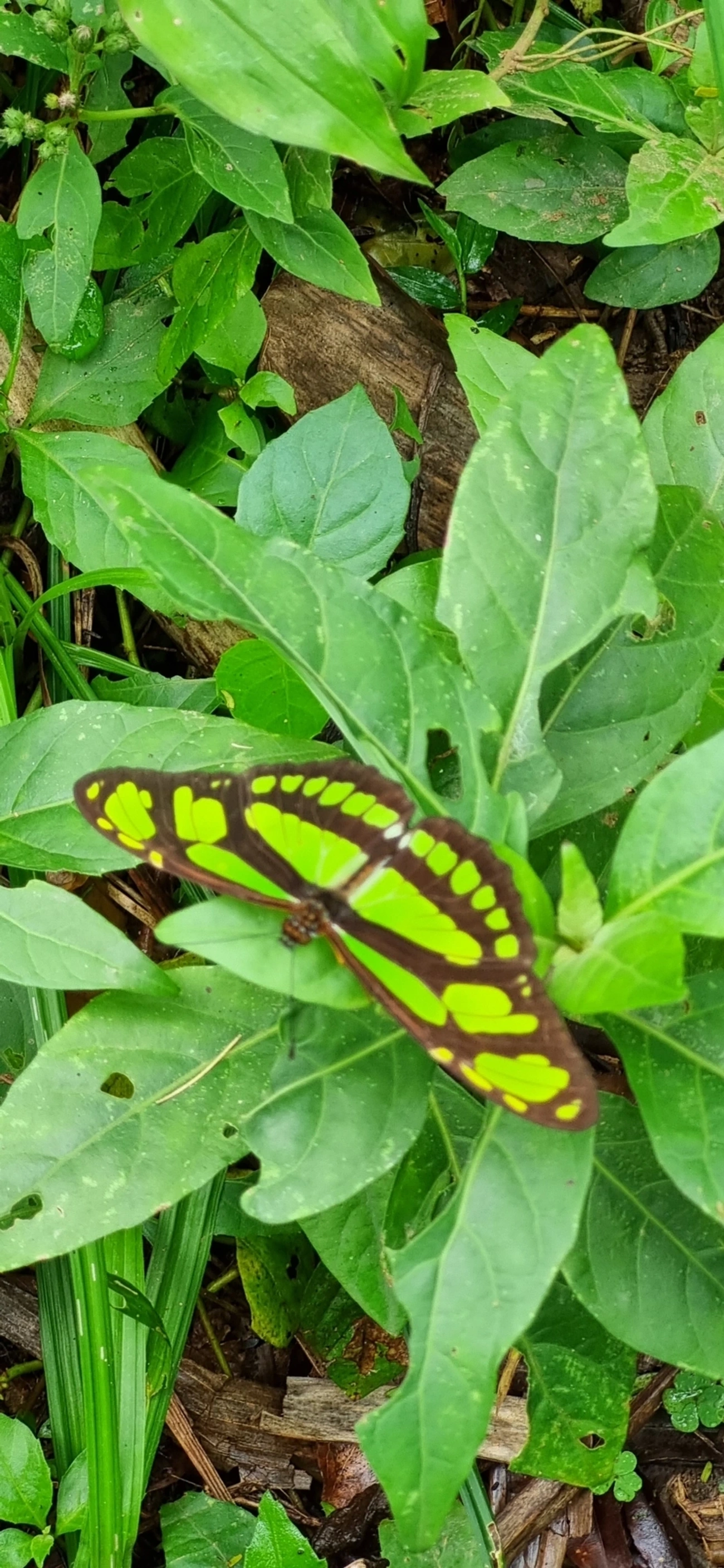 Borboleta-esmeralda (Philaethria wernickei), insetos, fotografado em Paúba, São Sebastião