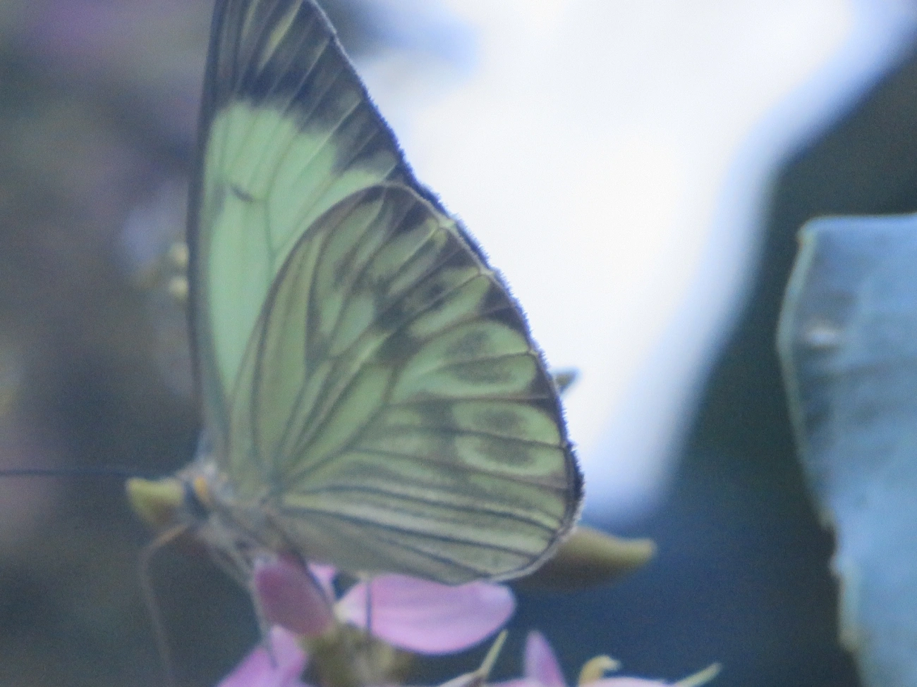 Borboleta-da-couve (Ascia monuste), insetos, fotografado em Maresias, São Sebastião