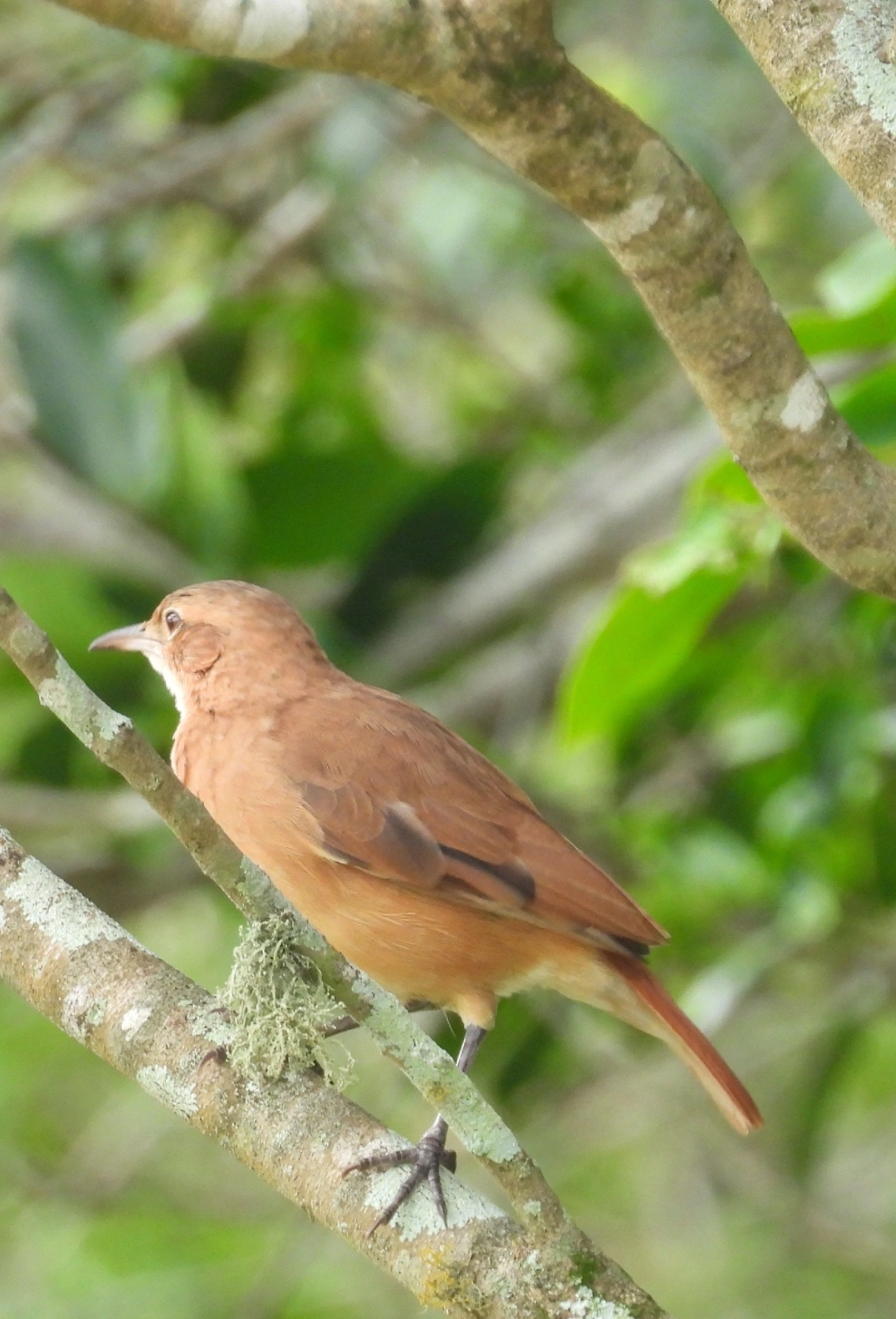 João-de-barro (Furnarius rufus), aves, fotografado em Indaiá, Caraguatatuba