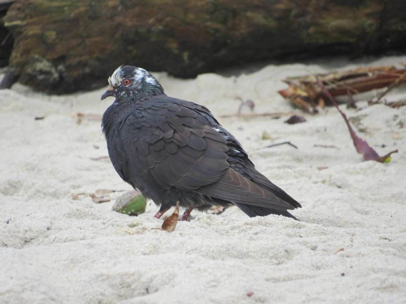 Pombo-doméstico (Columba livia domestica), aves, fotografado em Maresias, São Sebastião