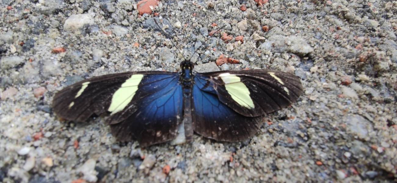 Borboleta-sara (Heliconius sara), insetos, fotografado em Maresias, São Sebastião