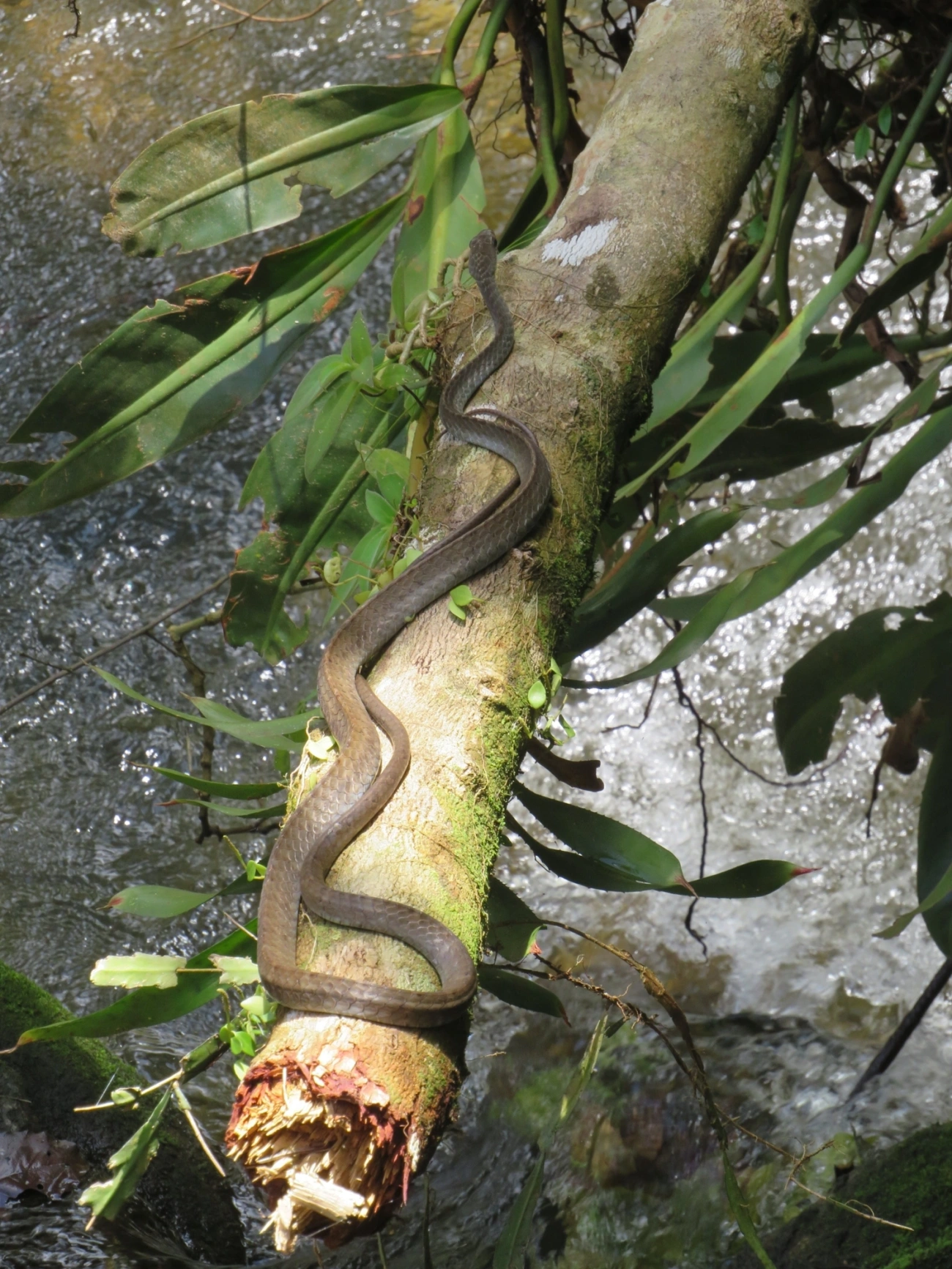 Urupiagara (Chironius fuscus), répteis, fotografado em Paúba, São Sebastião