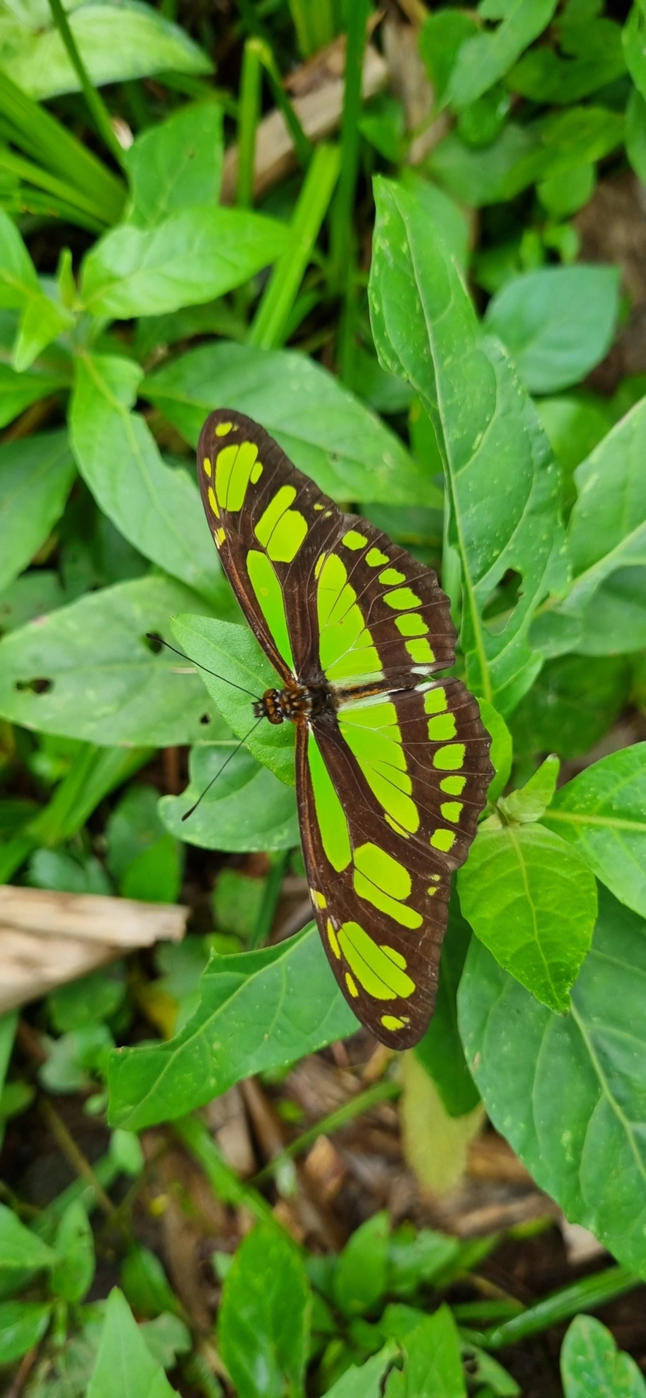 Borboleta-esmeralda (Philaethria wernickei), insetos, fotografado em Paúba, São Sebastião