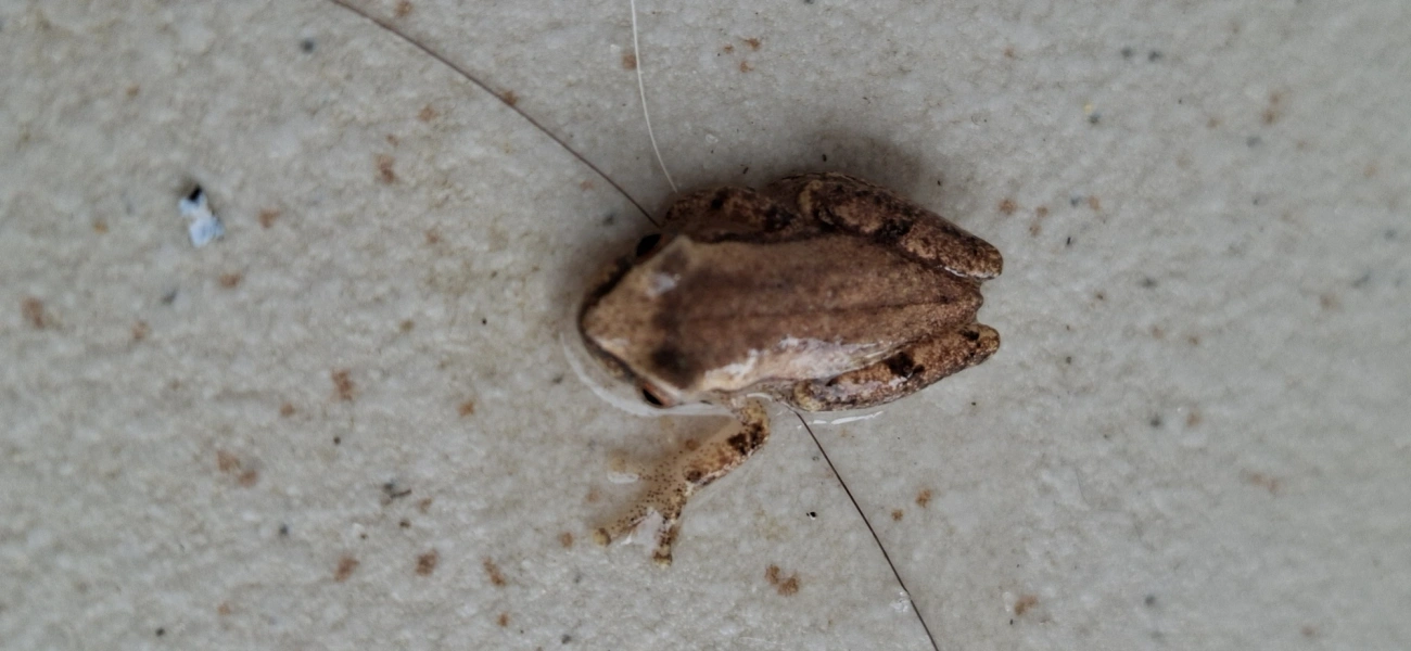 Dendropsophus, anfíbios, fotografado em Maresias, São Sebastião