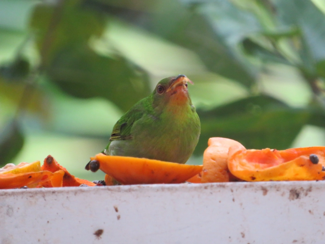 Saí-verde (Chlorophanes spiza), aves, fotografado em Maresias, São Sebastião