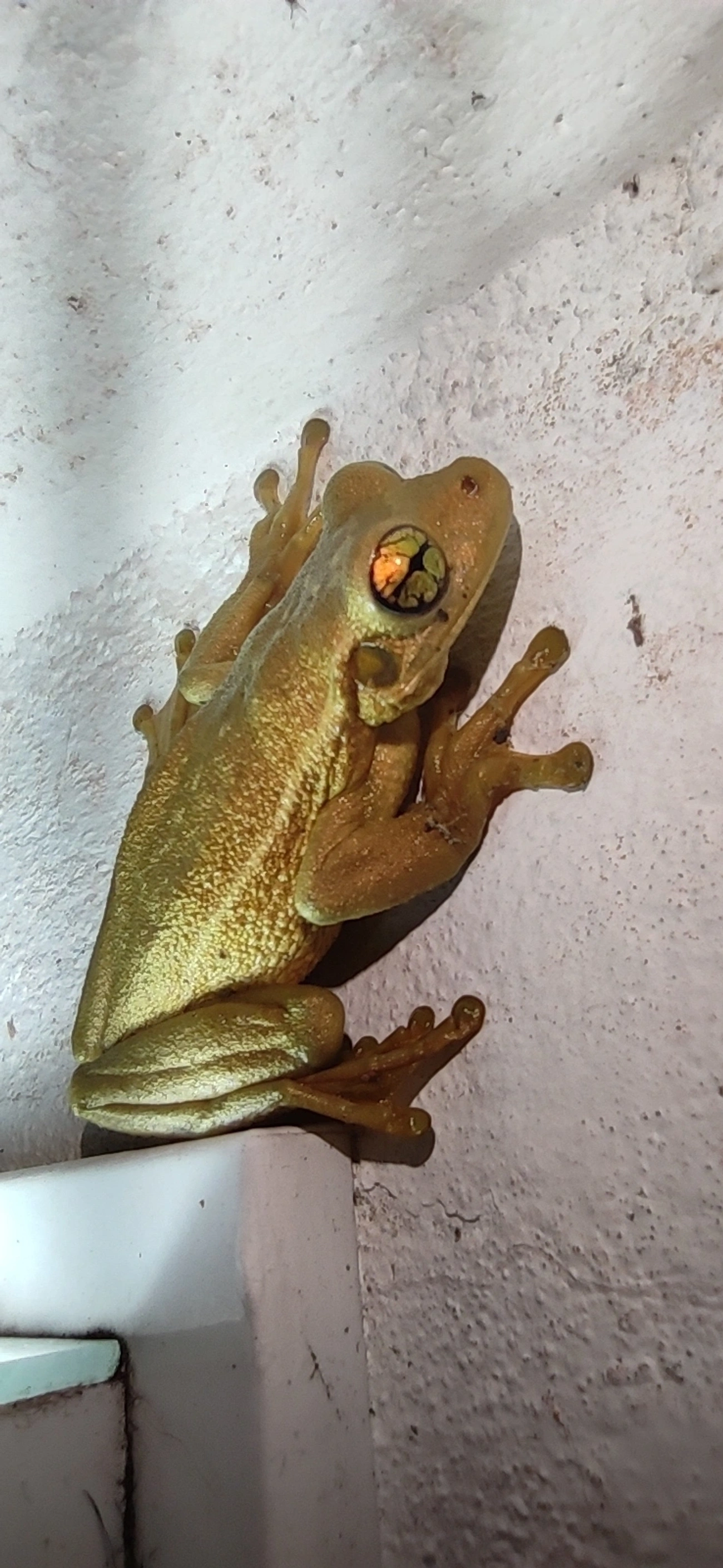 Perereca-grudenta (Trachycephalus mesophaeus), anfíbios, fotografado em Maresias, São Sebastião