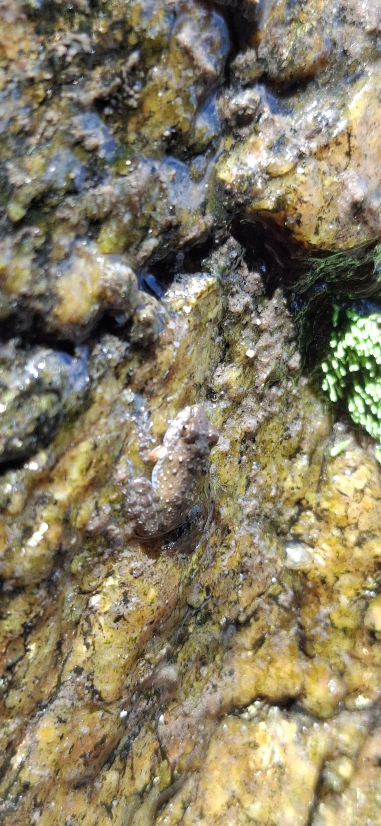 Rã-do-costão (Thoropa miliaris), anfíbios, fotografado em São Sebastião