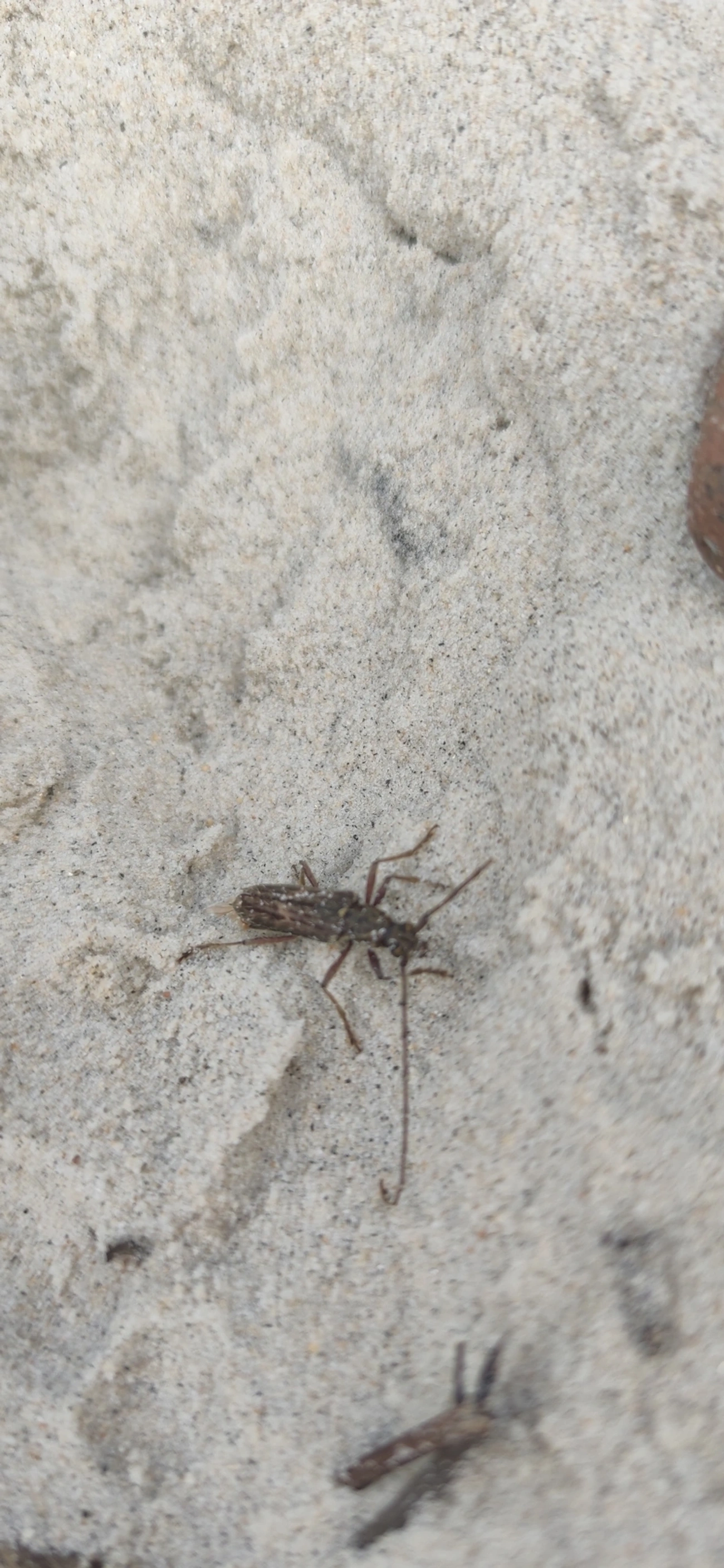 Besouro-serra-pau (Eurysthea lacordairei), insetos, fotografado em Maresias, São Sebastião