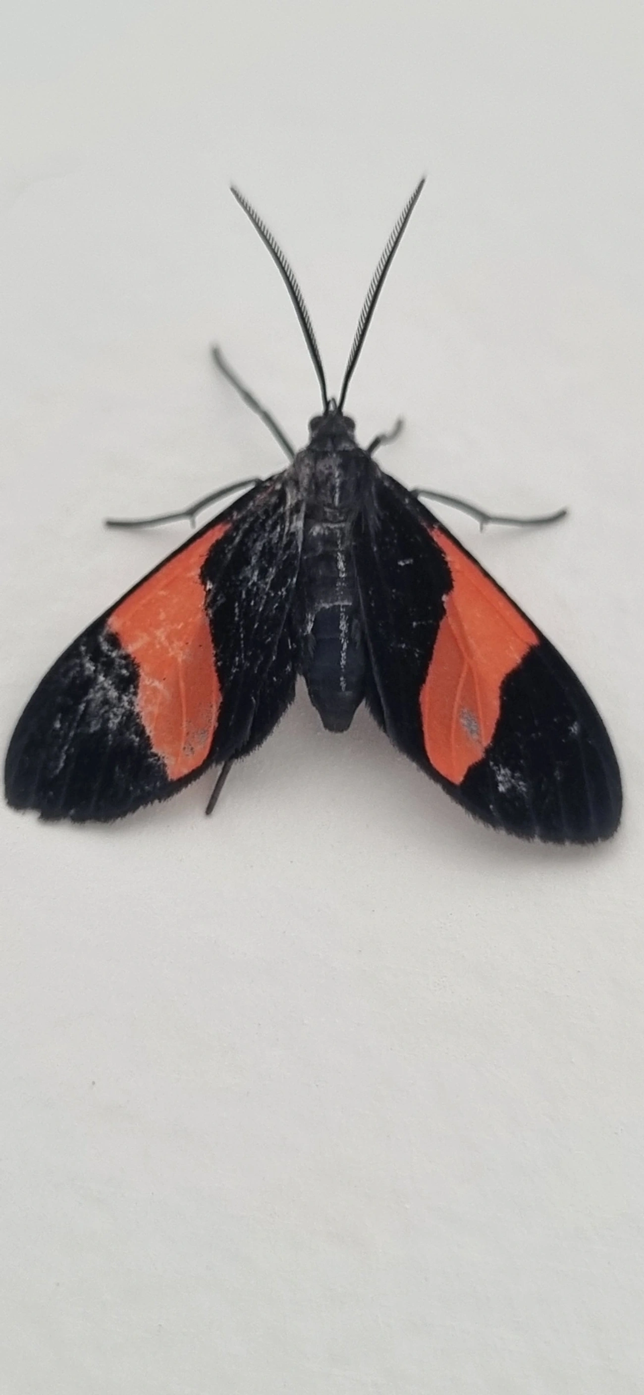 Callopepla emarginata, insetos, fotografado em Maresias, São Sebastião