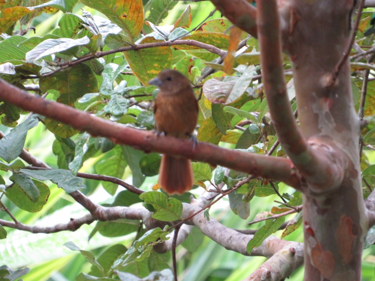Tiê-preto (Tachyphonus coronatus), aves, fotografado em Maresias, São Sebastião