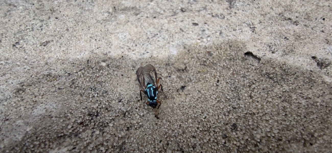 Mutuca (Raphiocera armata), insetos, fotografado em Ilhabela
