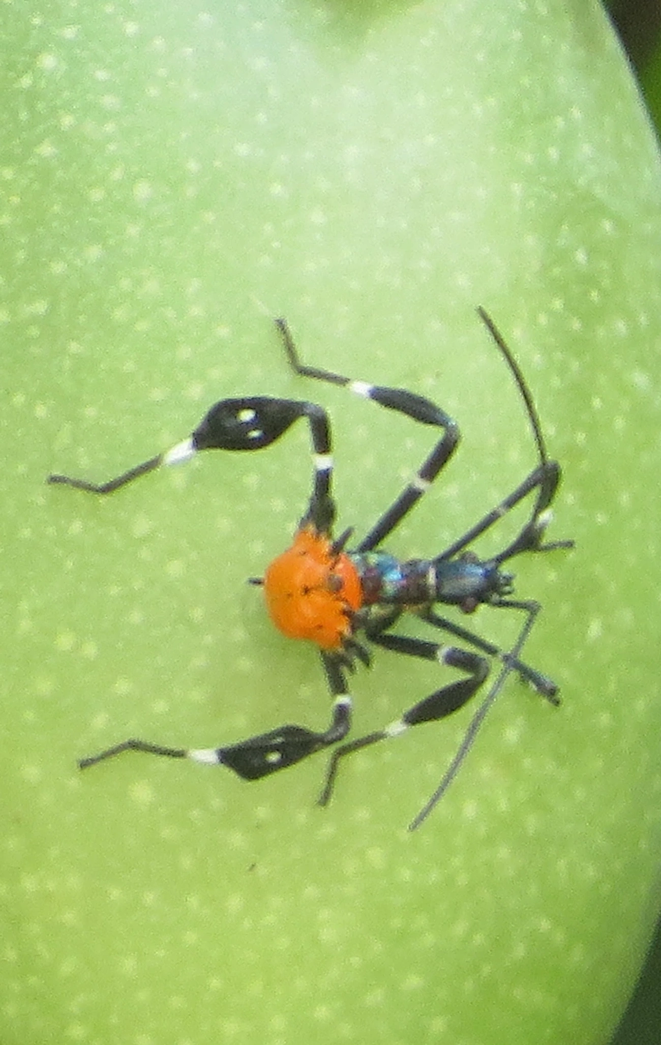 Percevejo-do-maracujá (Diactor bilineatus), insetos, fotografado em Maresias, São Sebastião