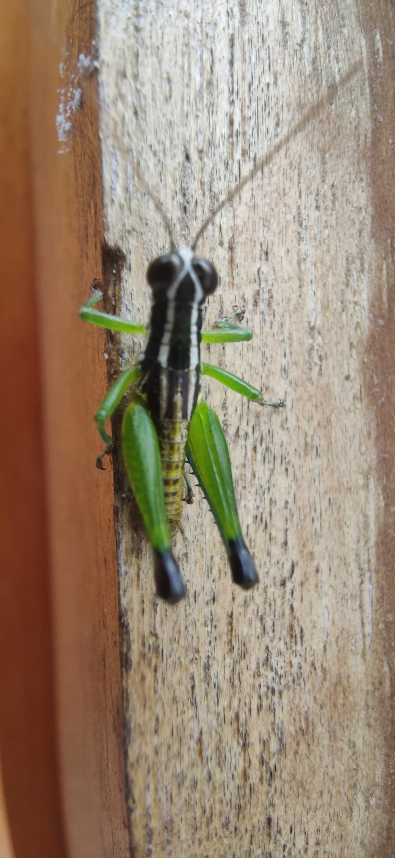 Digamacris amoena, insetos, fotografado em Maresias, São Sebastião