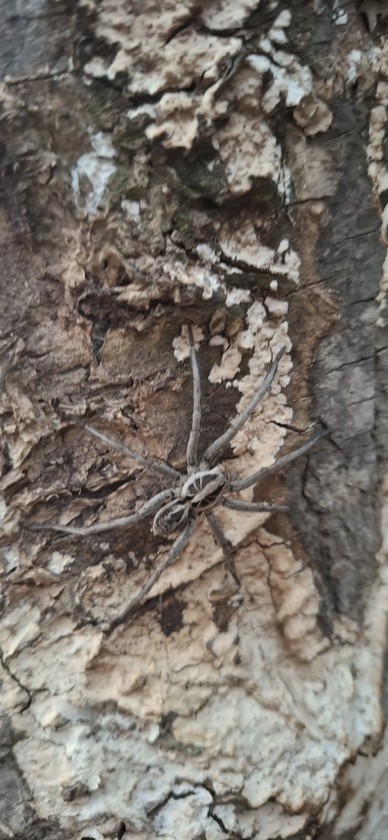 Lycosinae, aracnídeos, fotografado em Socorro