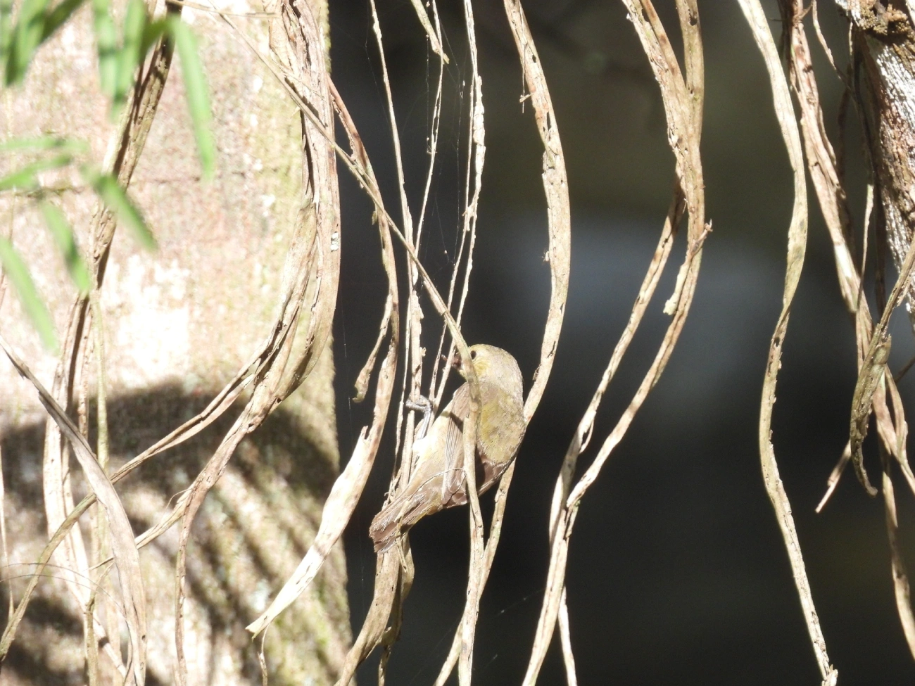 Pixoxó (Sporophila frontalis), aves, fotografado em São Sebastião