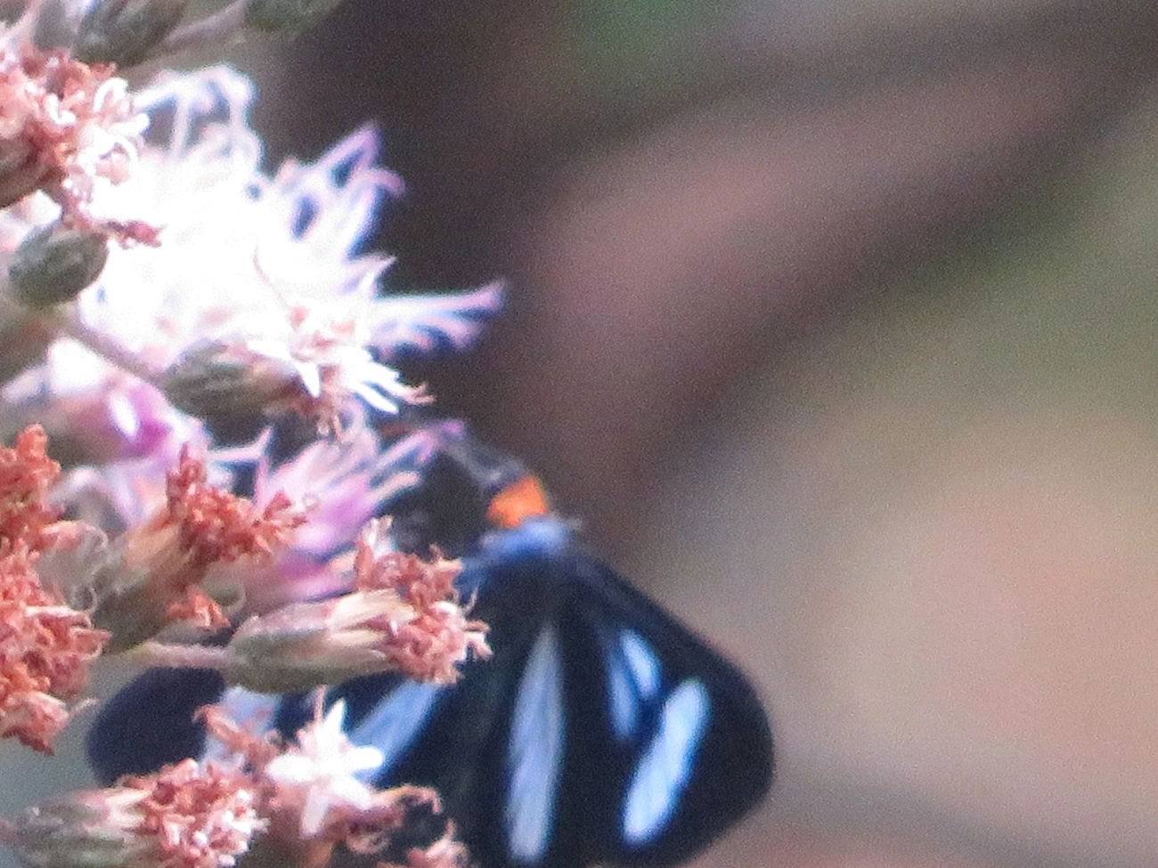 Crambidae, insetos, fotografado em Maresias, São Sebastião