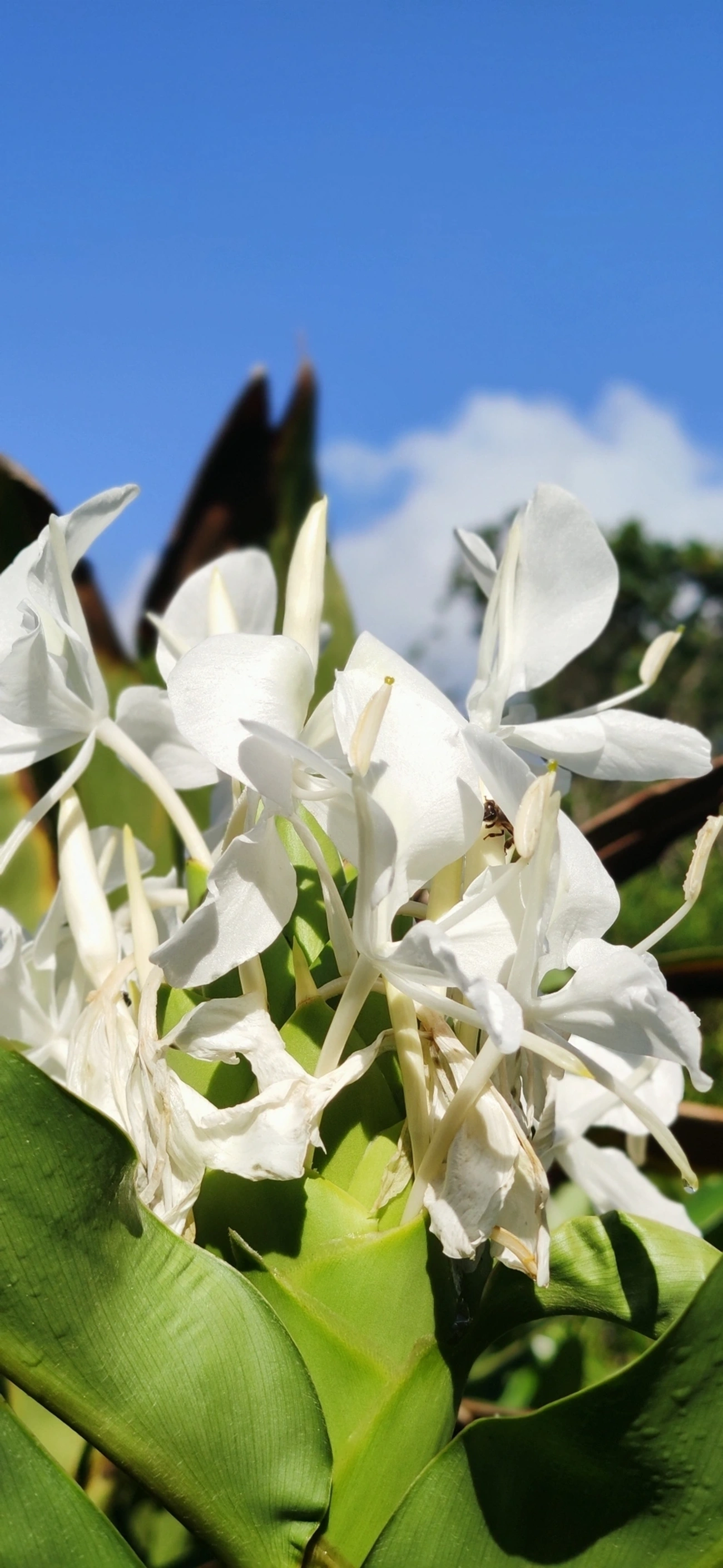 Lírio-do-brejo (Hedychium coronarium), plantas, fotografado em Maresias, São Sebastião