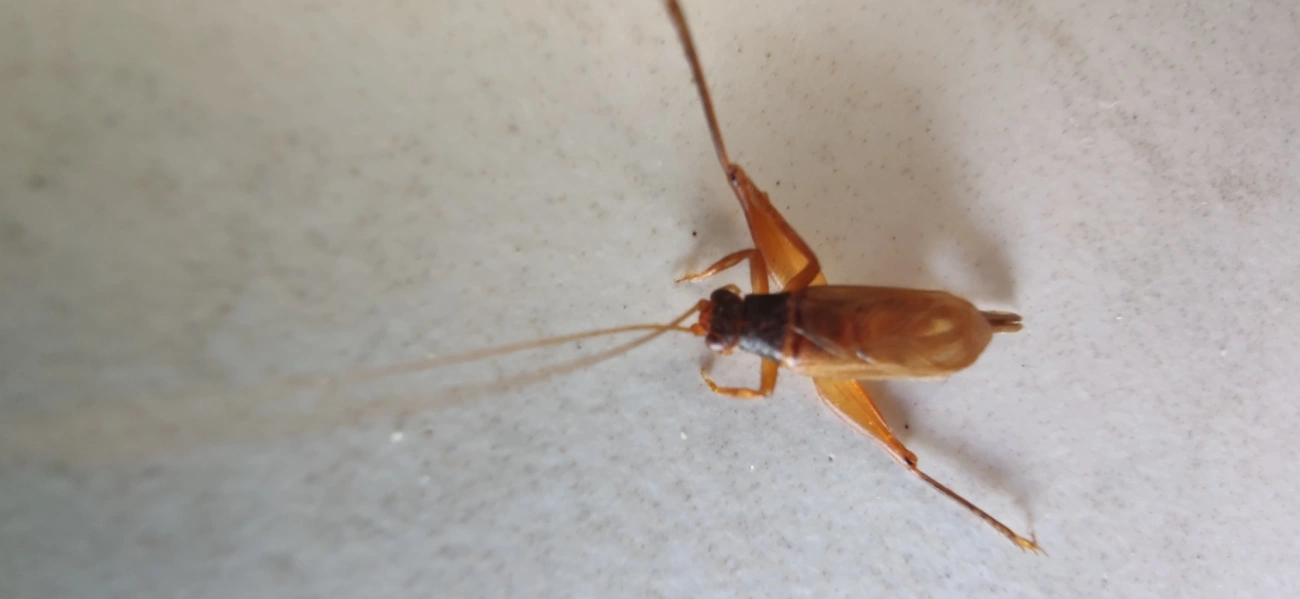 Grilos (Grylloidea), insetos, fotografado em Maresias, São Sebastião